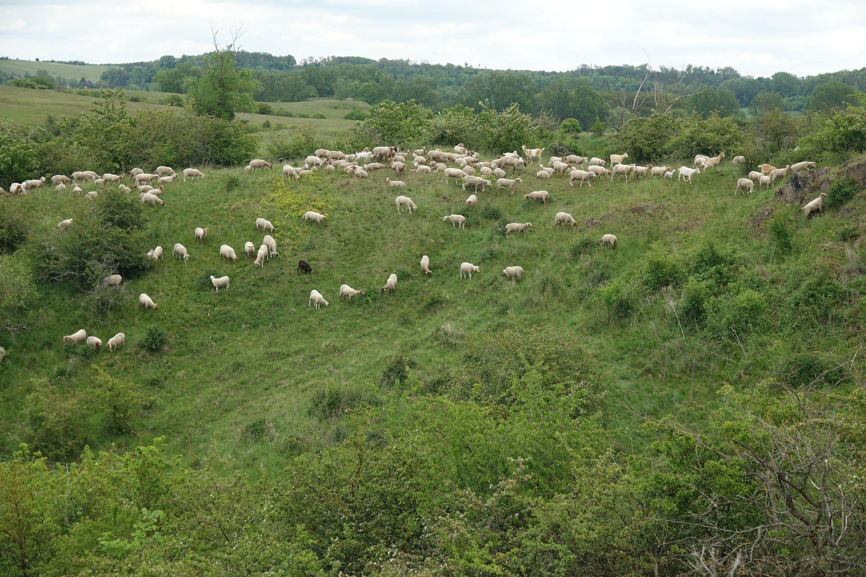 Mehr als 50 Schafe in einer grasbestandenenen idyllischen Landschaft.