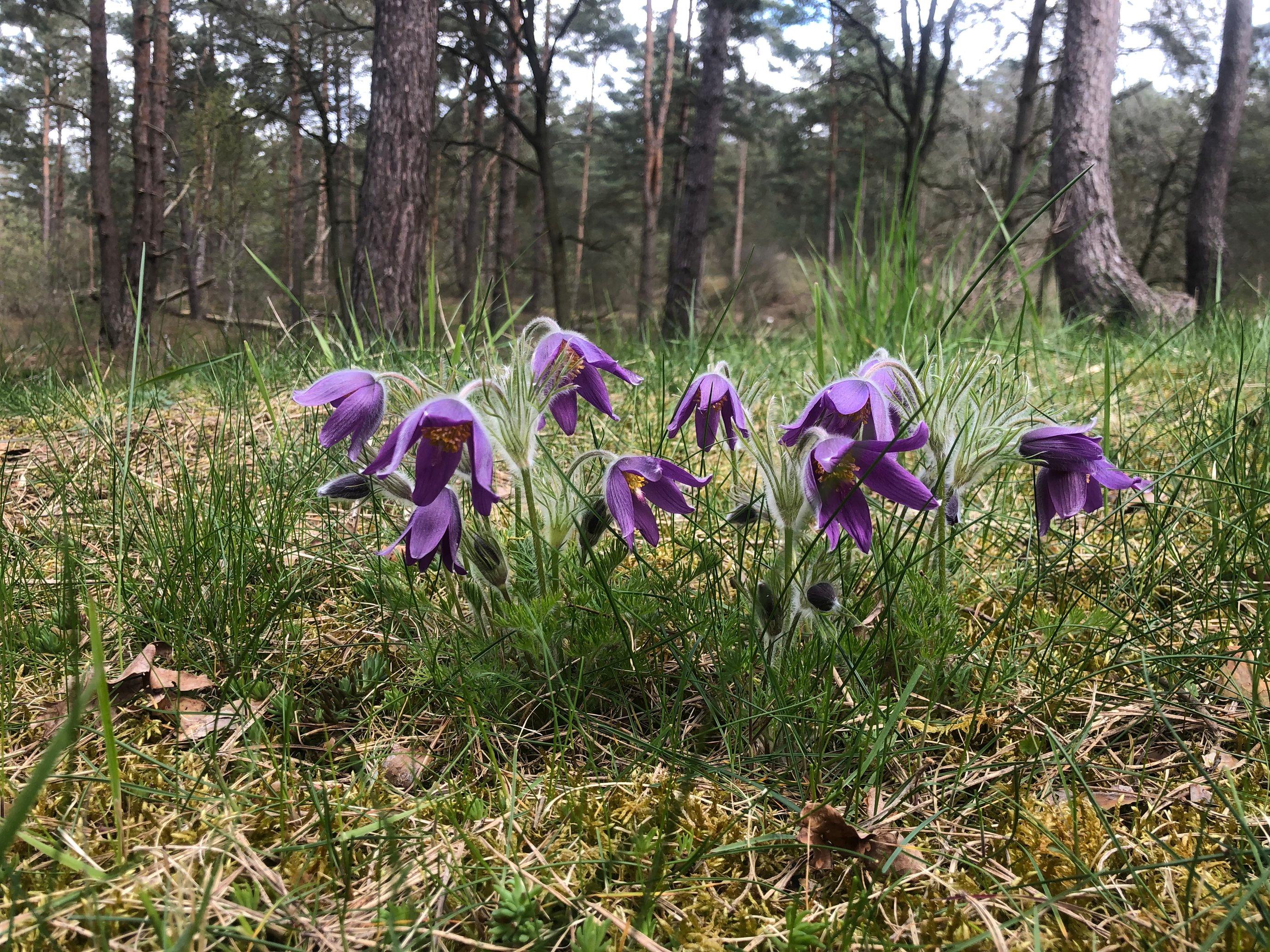 Mehrere Pflanzen mit lila Blüten am Waldrand.