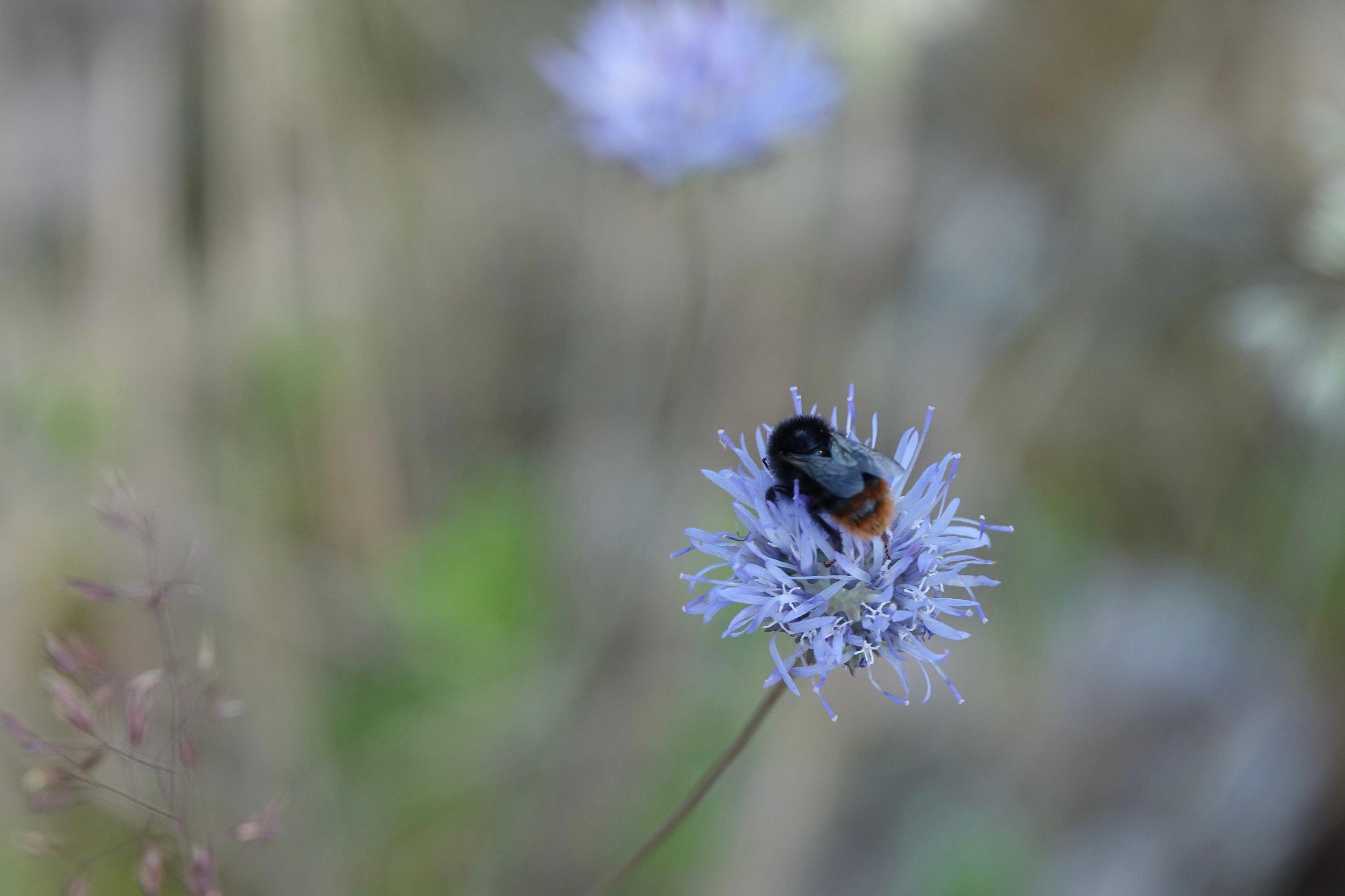 Jasionenblüte leuchtet blau.
