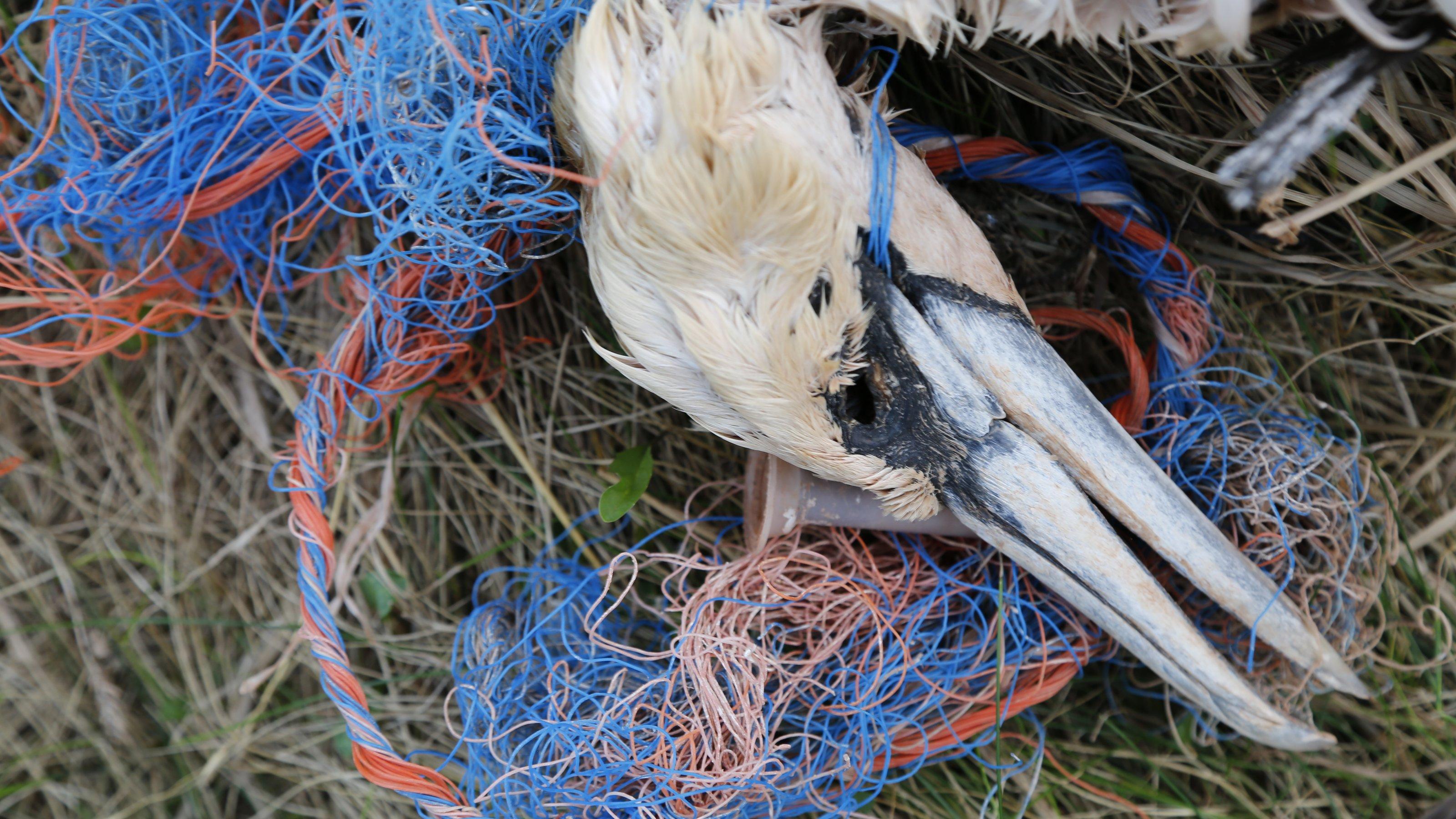 Foto zeigt einen Basstölpel, der an Dollyropes erstickt ist.