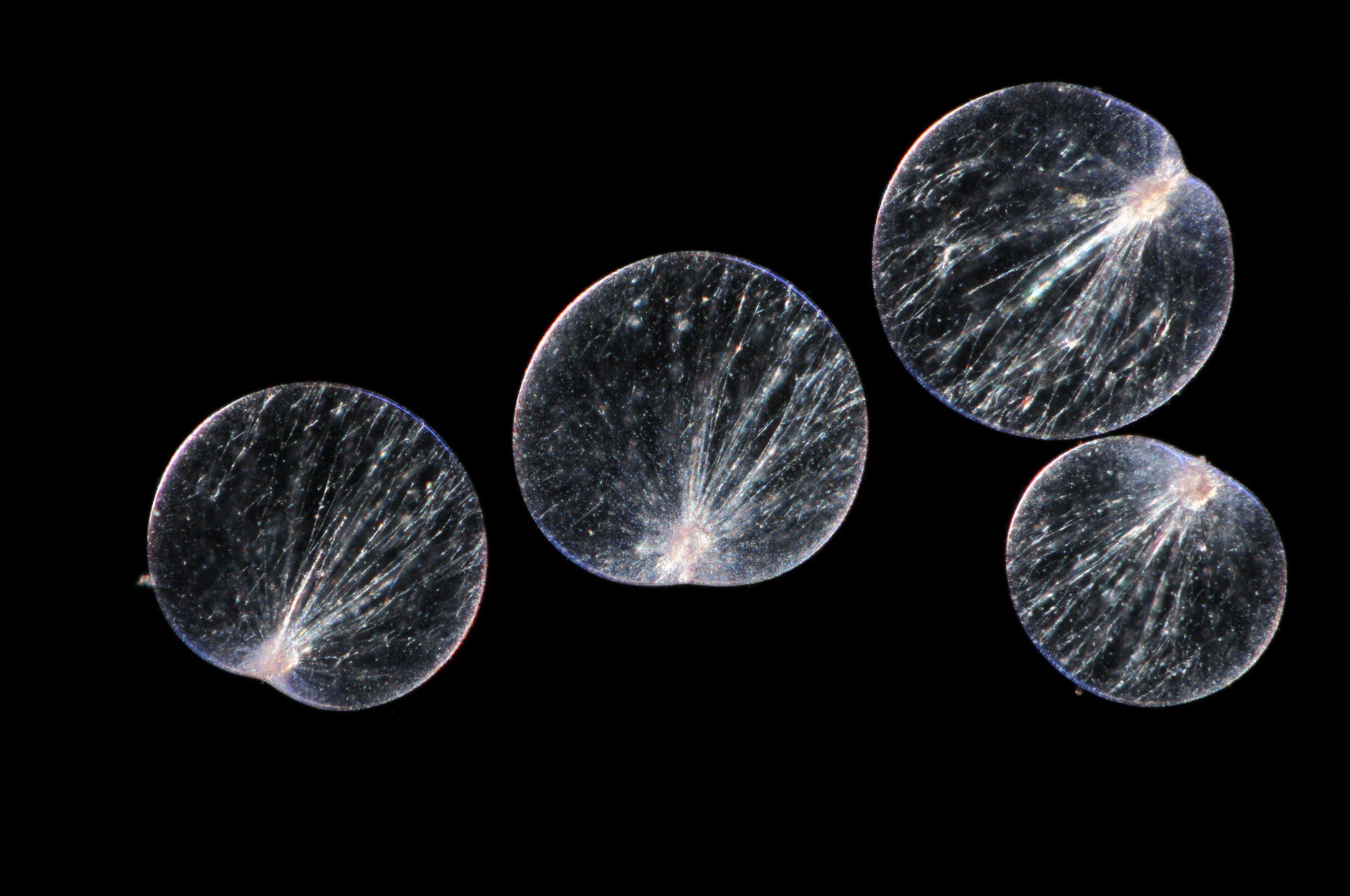 Vier hauchfeine Blättchen, silbern und durchscheinend, auf schwarzem Hintergrund: Das sind die Geißeltierchen Noctiluca, die das Meeresleuchten hervorbringen.