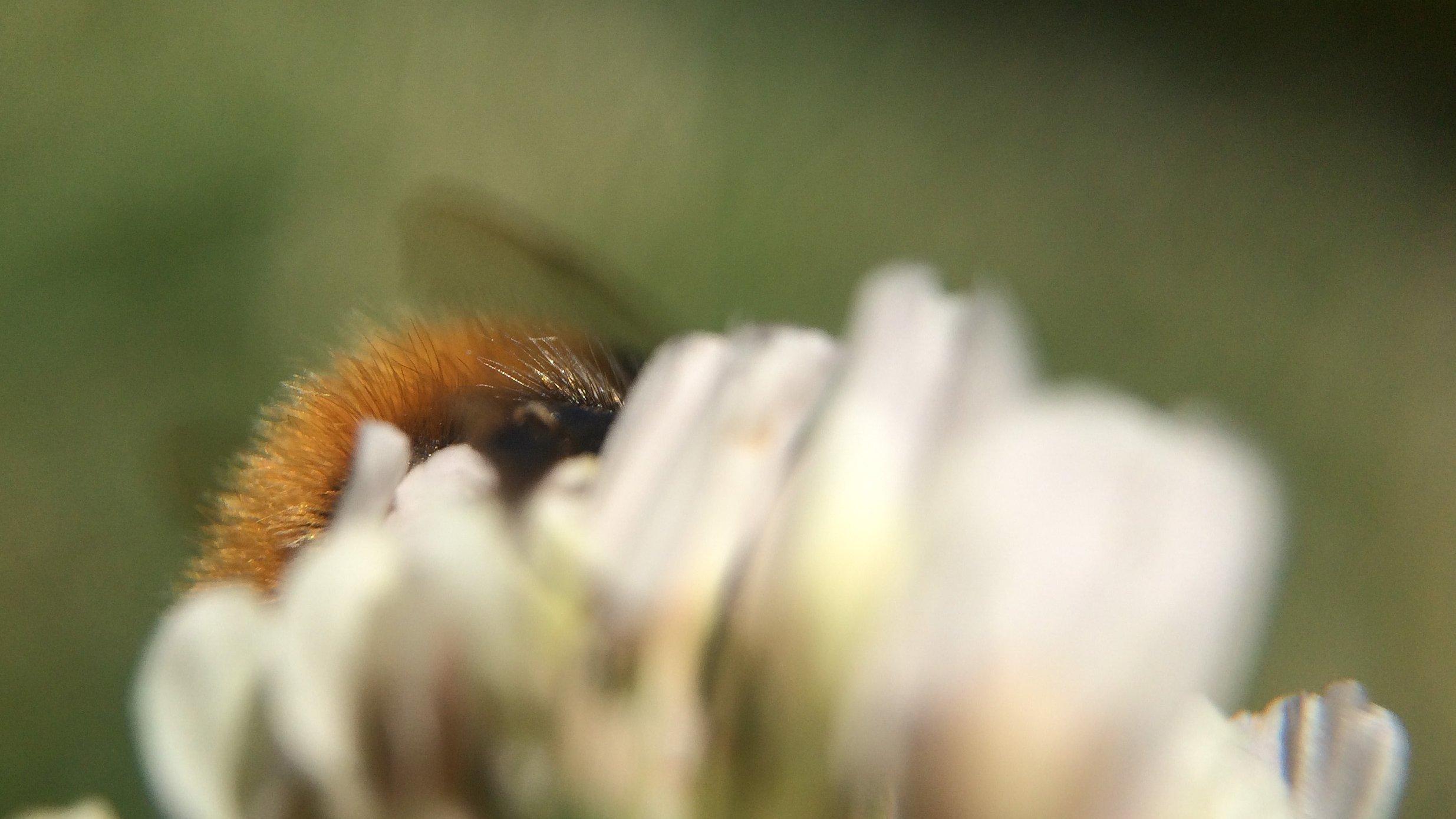 Aus einer weißen Blüte schaut das orangfarben bepelzte Hinterteil einer Wildbiene heraus.