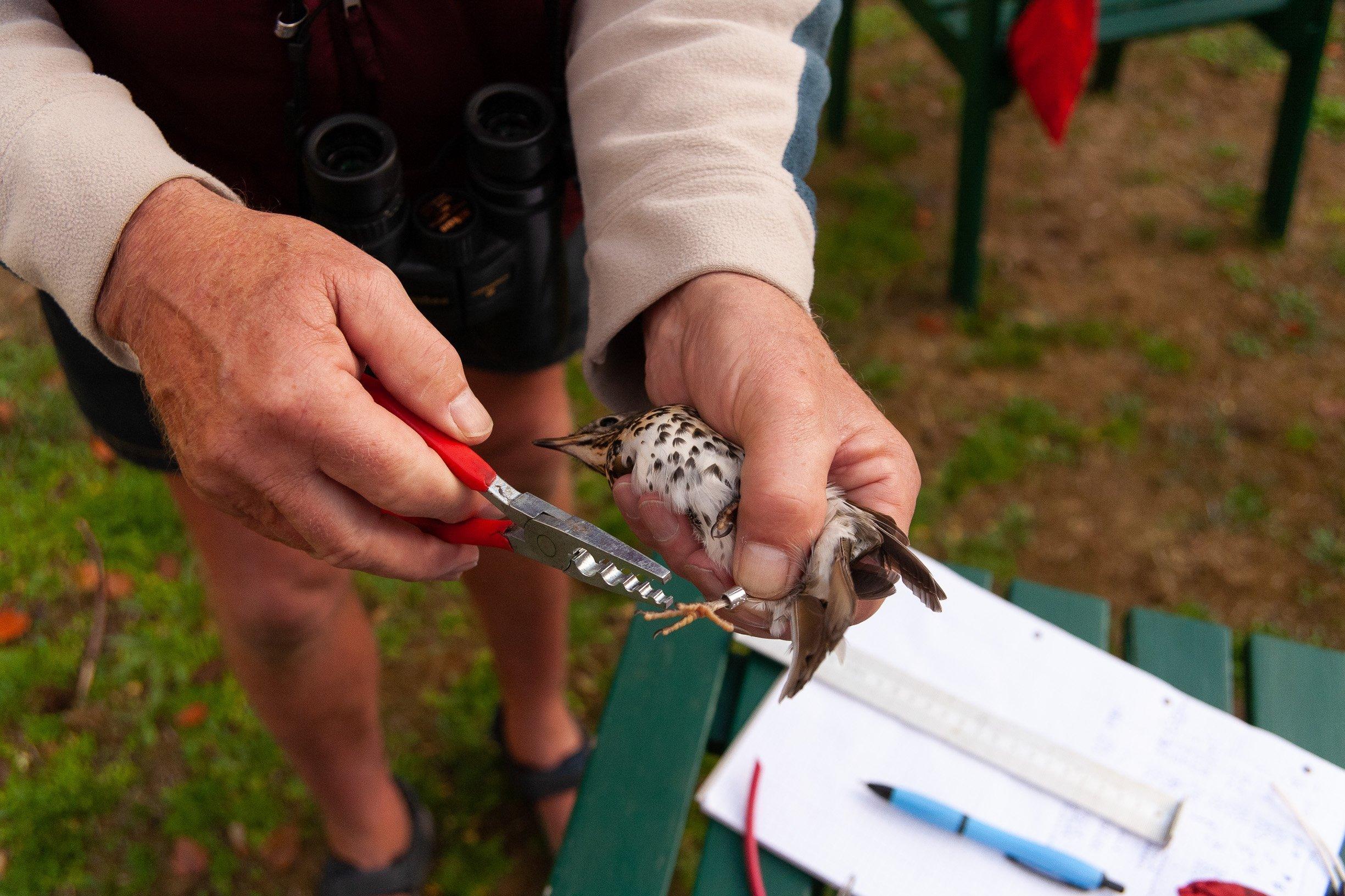 Mit einer Spezialzange schließt Edgar Schonart den Ring um das Bein der Singdrossel, die er im Kurpark auf Spiekeroog gefangen hat. Zuvor hat er sie gewogen und die Länge ihrer Flügel gemessen.