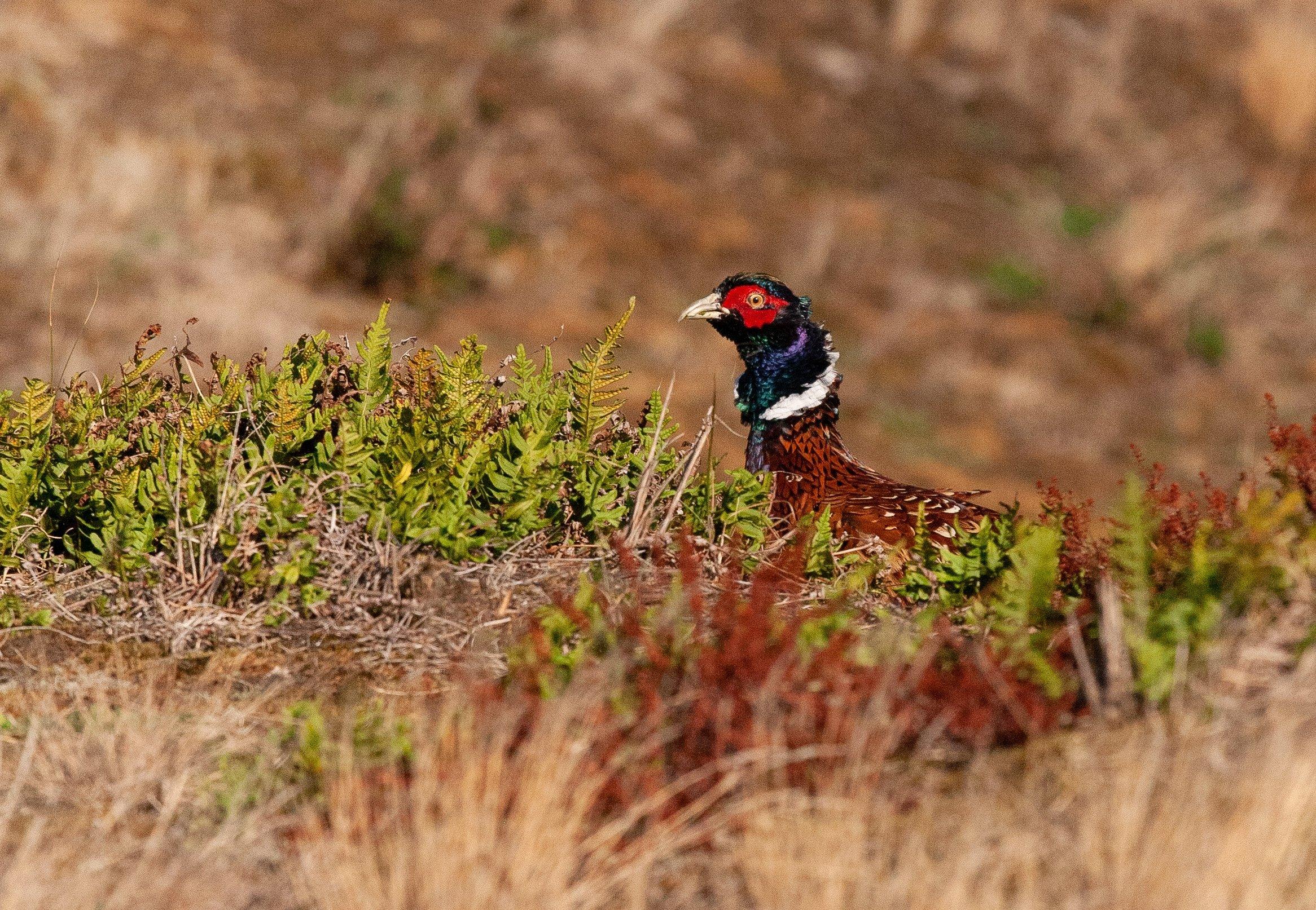 Ein Fasanen-Männchen – schwarzer Kopf mit einem großen roten Fleck um das Auge herum – lugt hinter einem Krähenbeeren-Busch hervor.