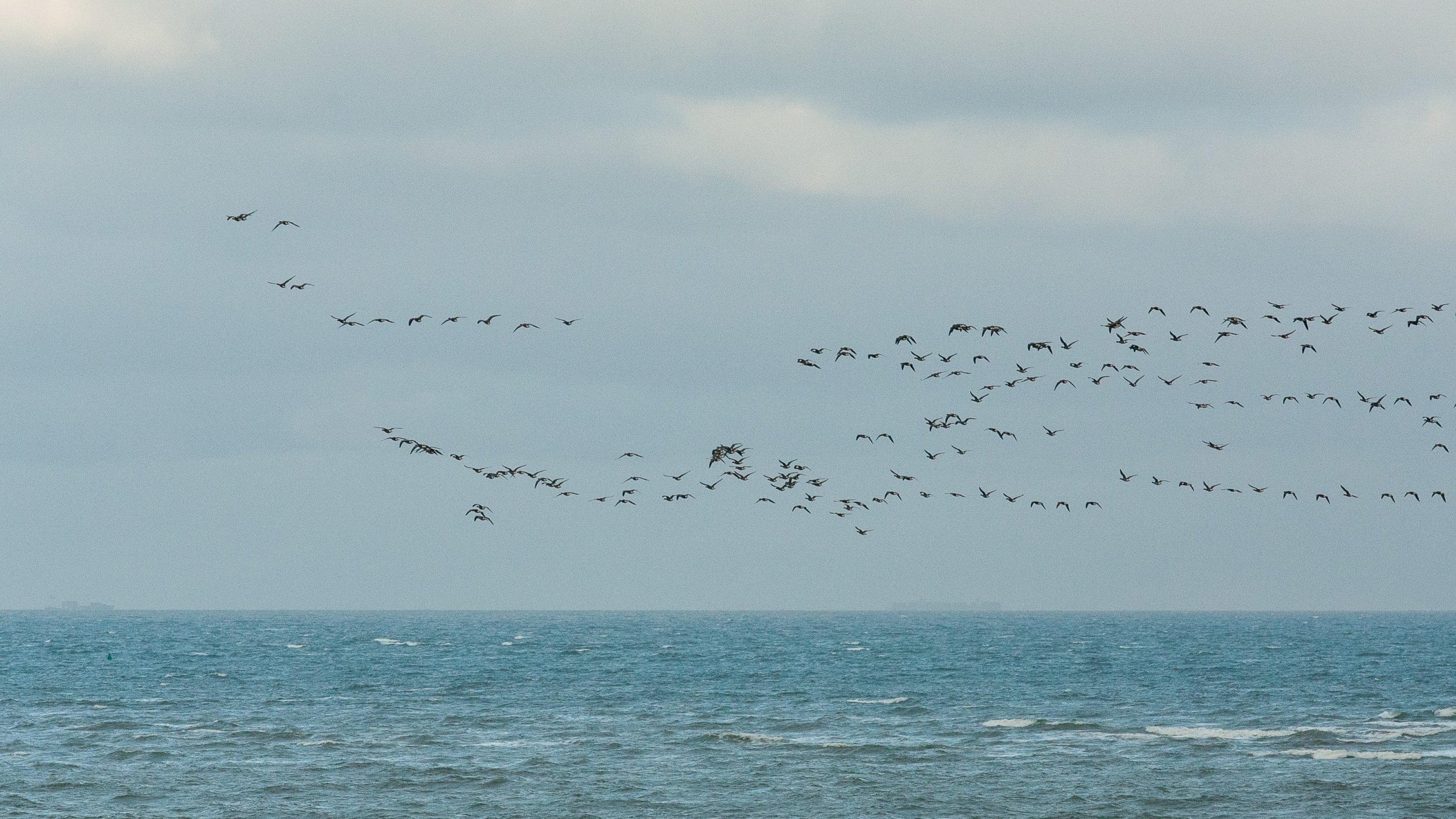 „Schwarze Vögel mit weißem Rücklicht“ – ein Trupp Ringelgänse zieht über die Nordsee.