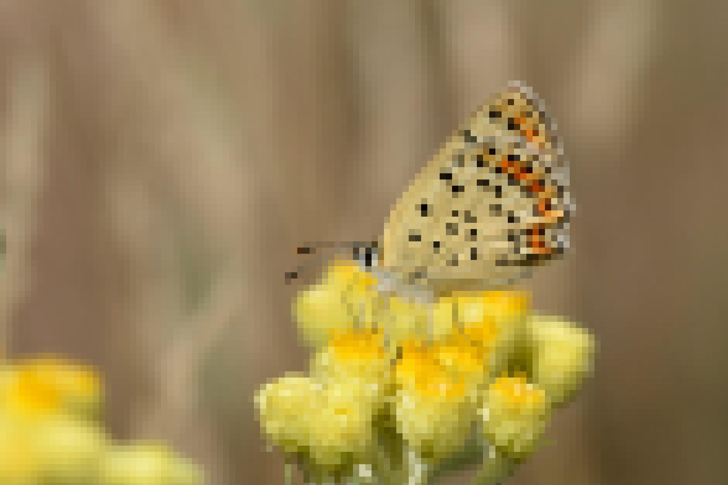 Ein beiger Schmetterling mit schwarzen, weißen und orangen Punkten auf einer gelben Blüte.