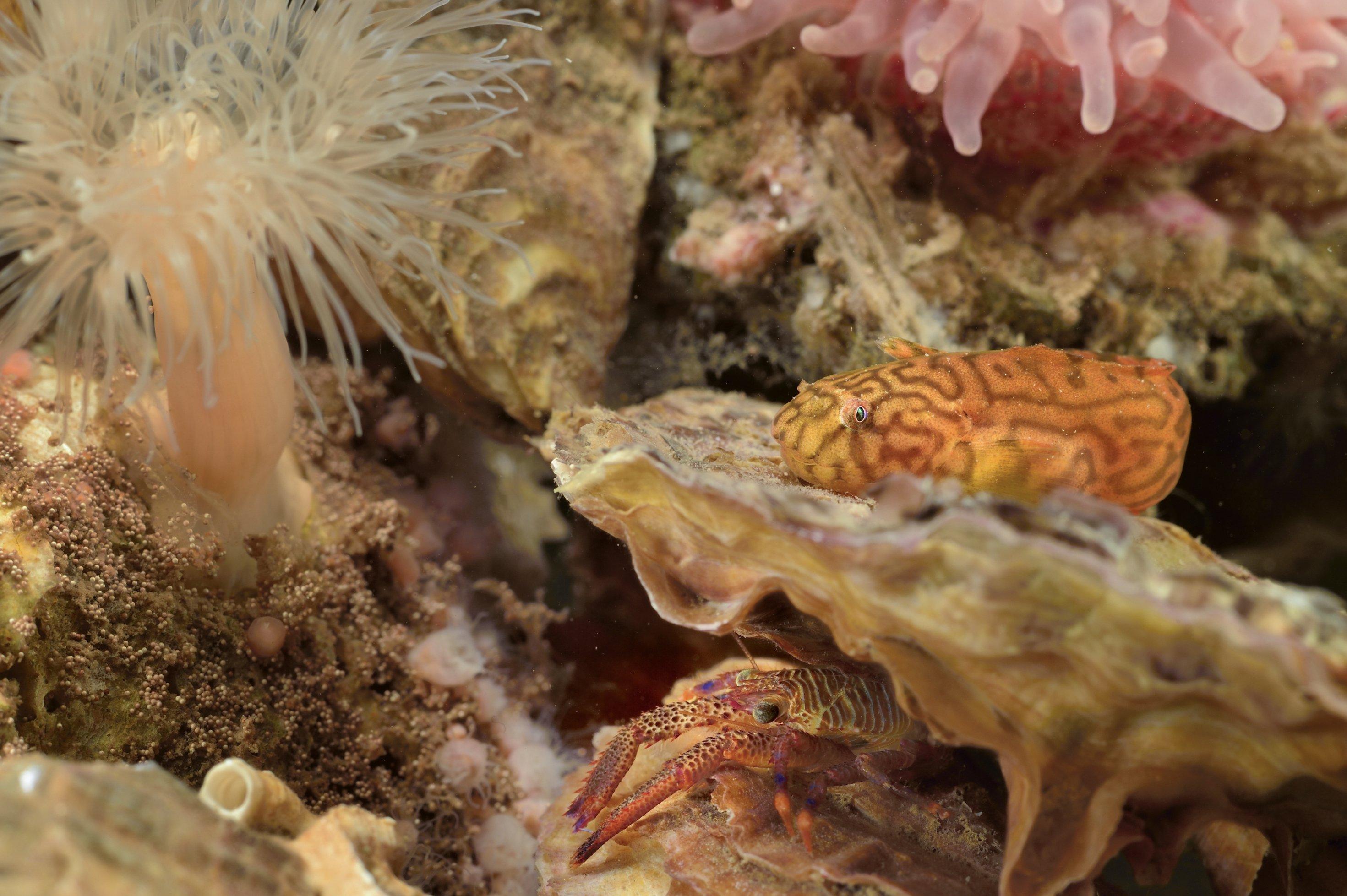 Ein buntes Unterwasserbild. Ein korallenartiges Gewächs mit Stil und Krone links, eine rosa Anemone rechts, dazwischen ein bunter wurmartiger Fisch und ein roter Krebs.