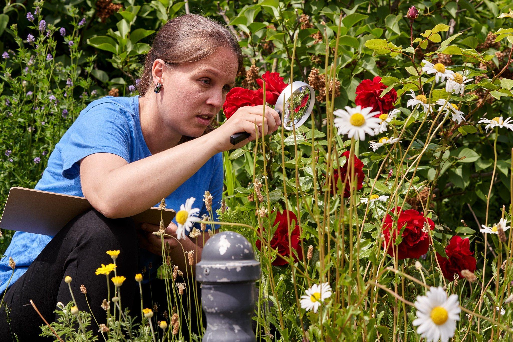 Eine Frau mit braunen Haaren, blauem T-Shirt und schwarzer Hose hockt im hohen Gras zwischen roten Rosen und weiß-gelben Margeriten und betrachtet Insekten durch eine Lupe. Auf dem Oberschenkel liegt ein Klemmbrett.