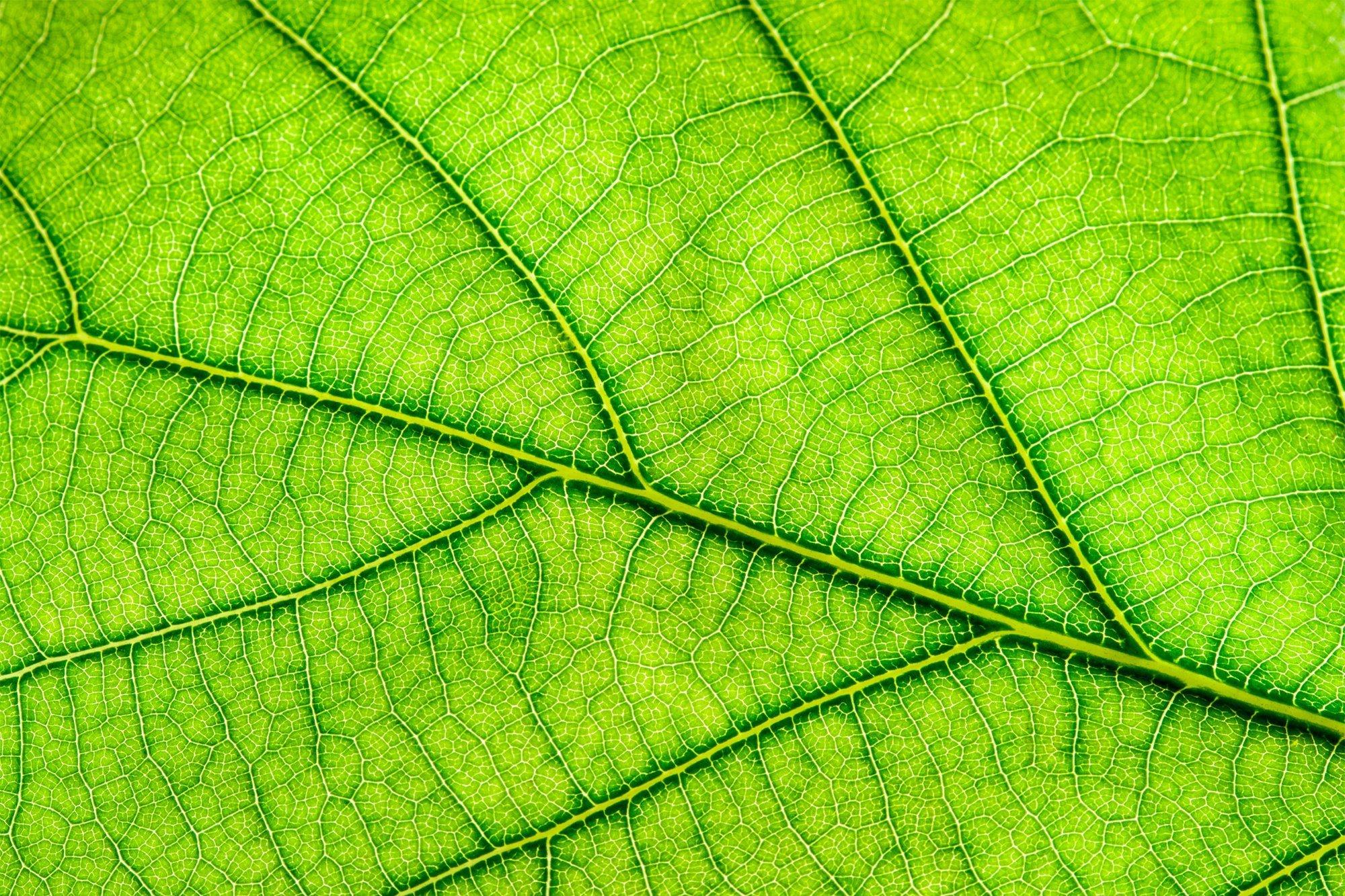 Nahaufnahme eines grünen Blattes, durch das Sonnenlicht scheint und die Blattadern gut sichtbar hervortreten lässt