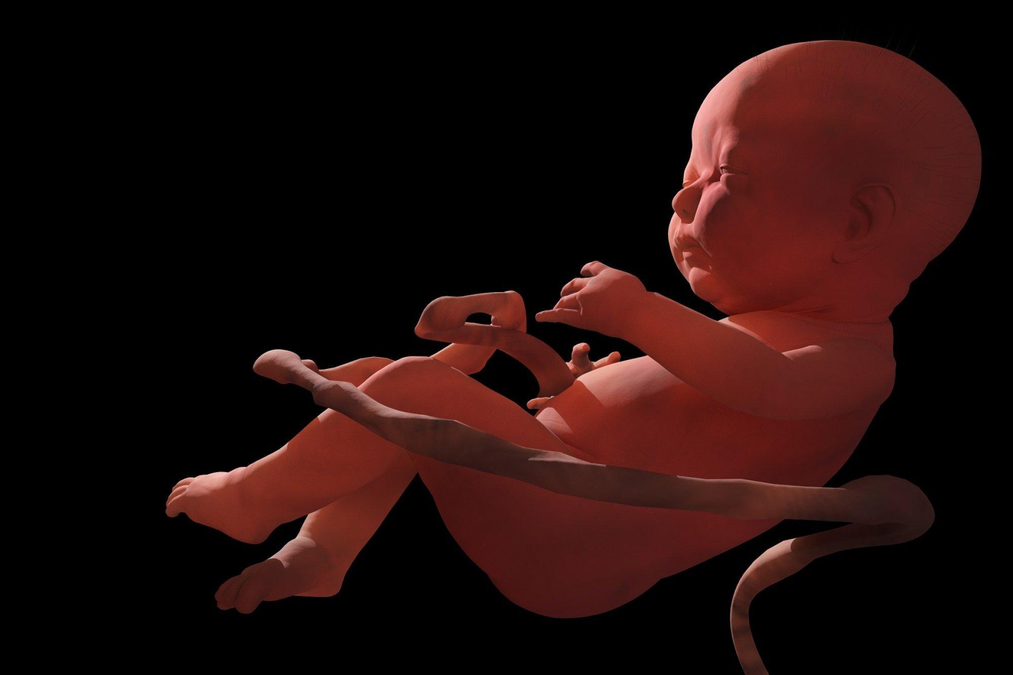Dreidimensionale Illustration eines menschlichen Fötus in der Gebärmutter.