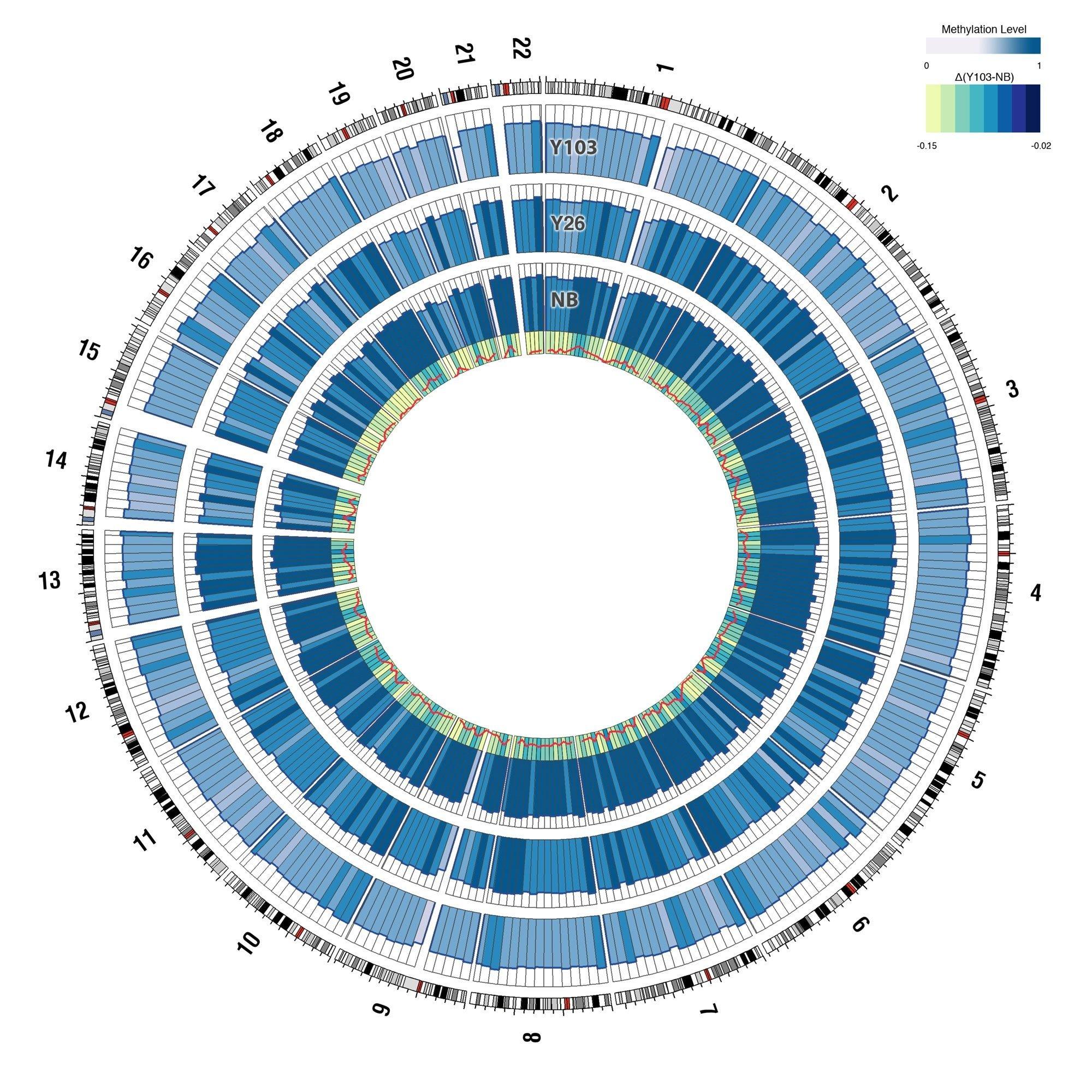 Drei verschieden stark gefärbte Kreise zeigen den Unterschied des DNA-Methylierungsmuster zwischen einem Neugeborenen, einem 26-jährigen und einem 103-jährigen Menschen.