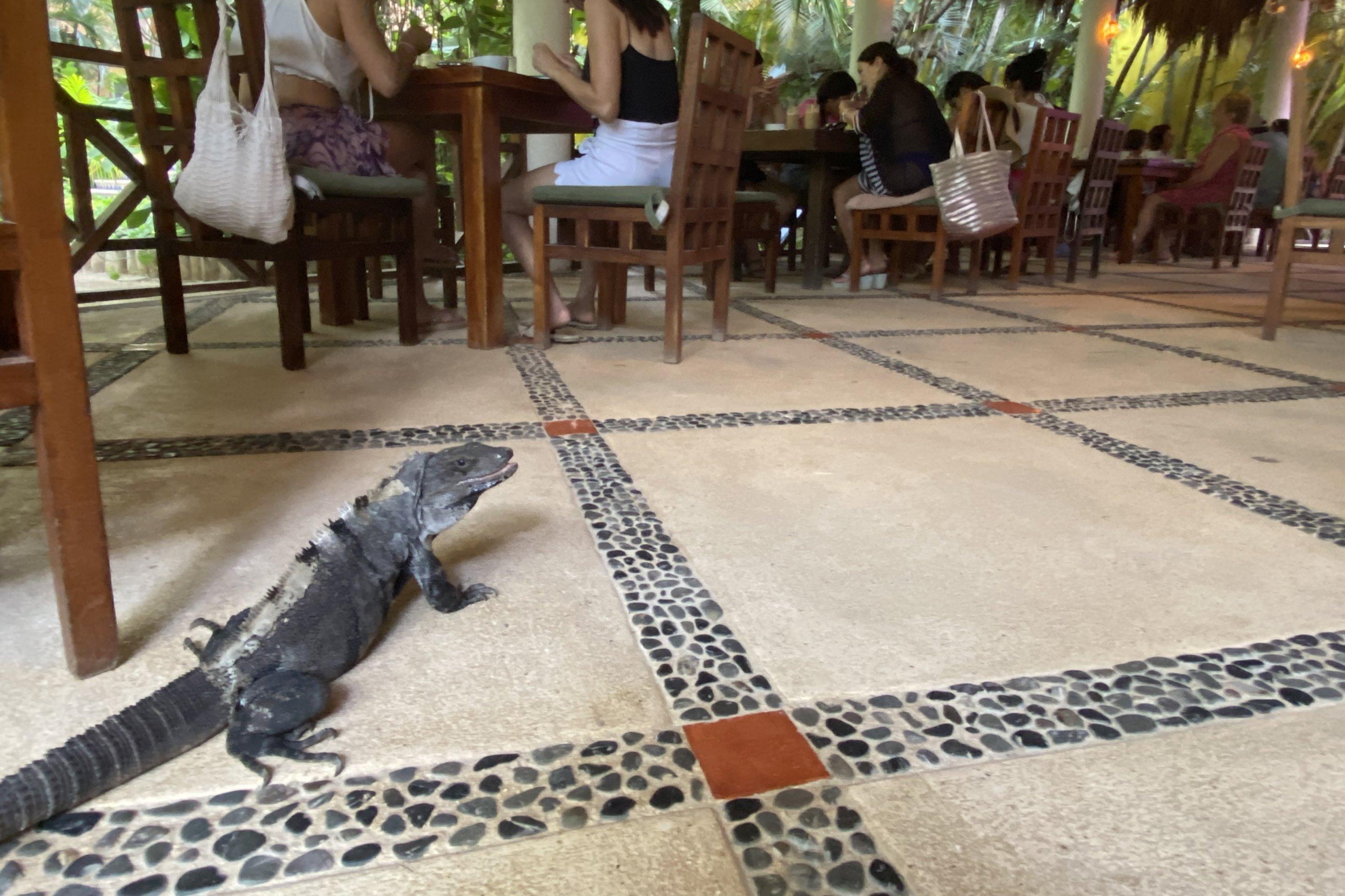 Ein Leguan umgeben von Tischen und frühstückenden Touristen.