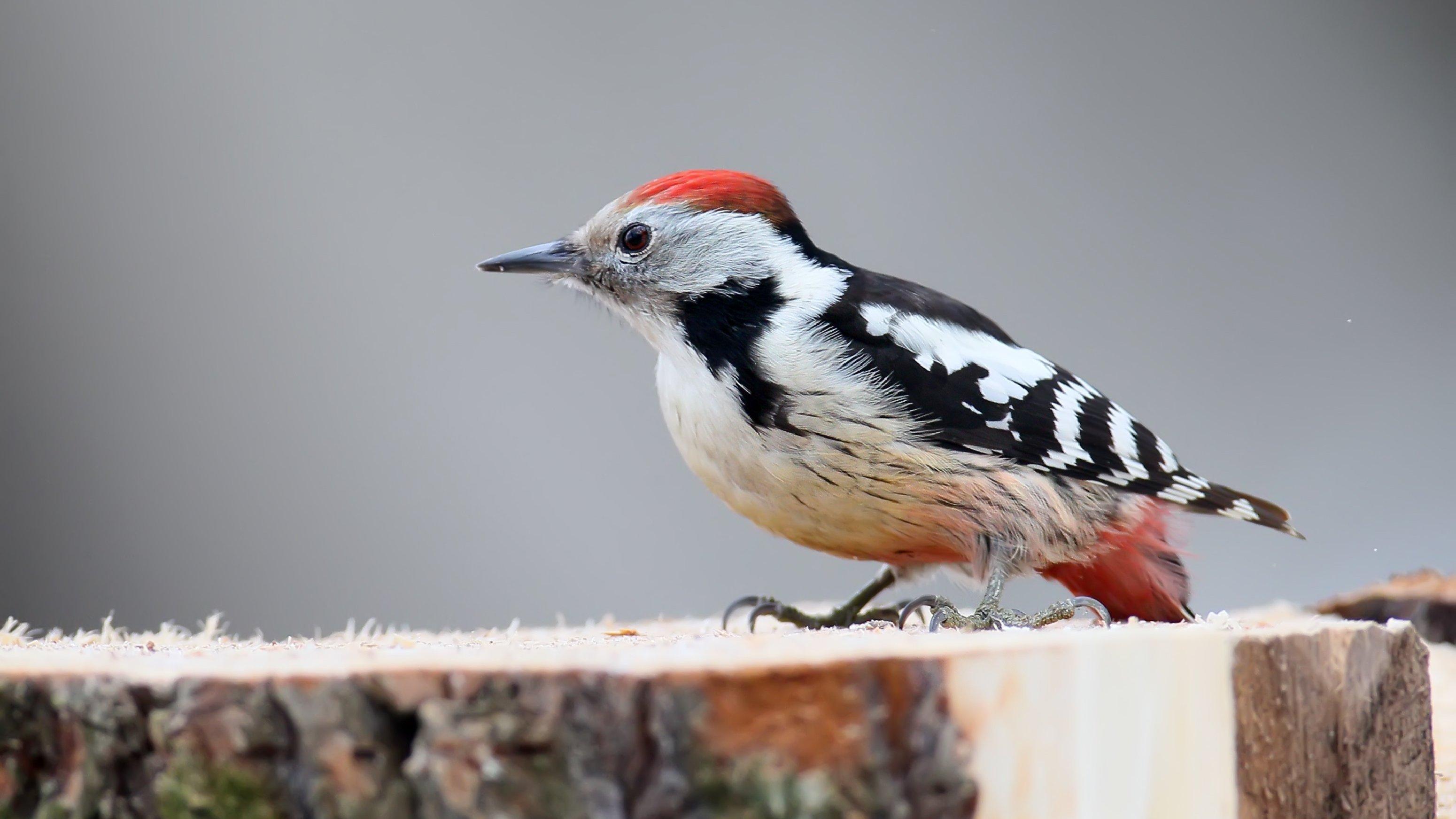 Close up photo of a male middle spotted woodpecker sits on a fores log and eats a pork fat