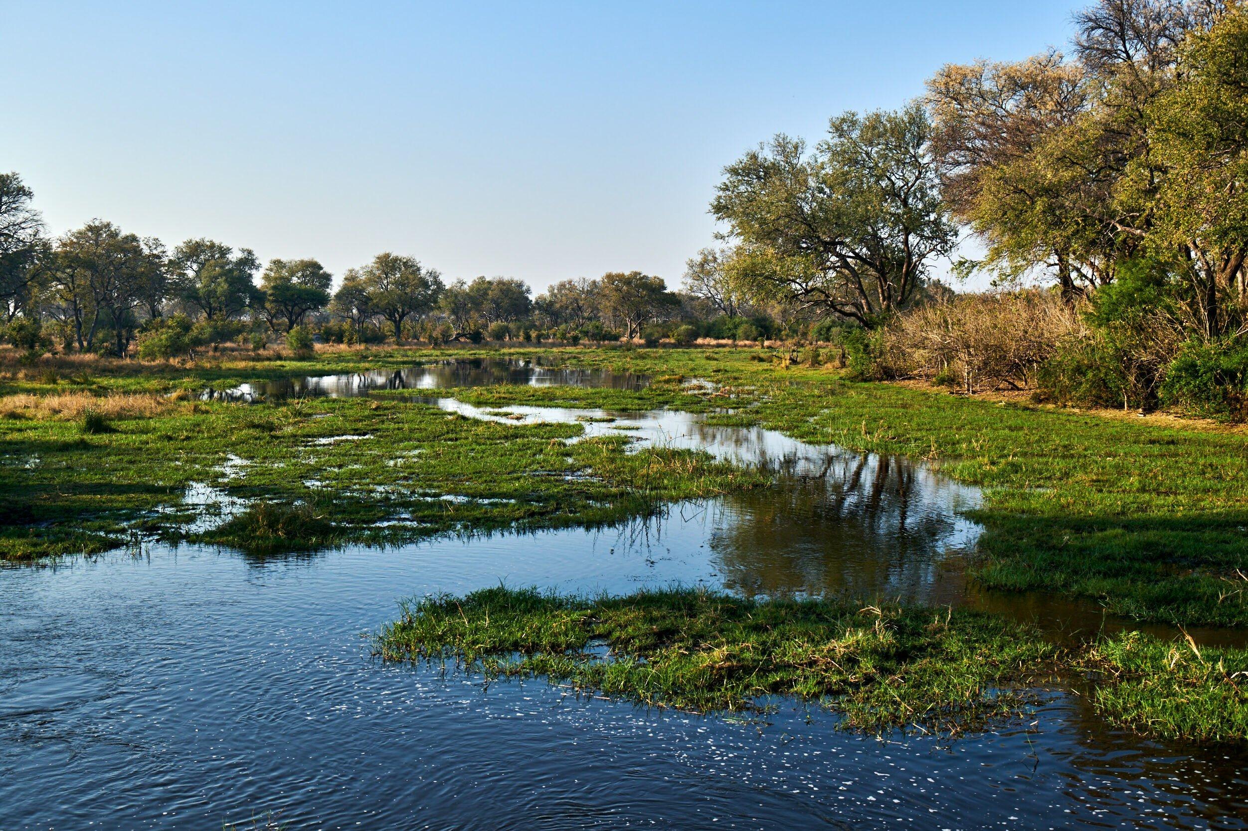 Der Khwai Fluss mäandert durch die bewaldete Landschaft