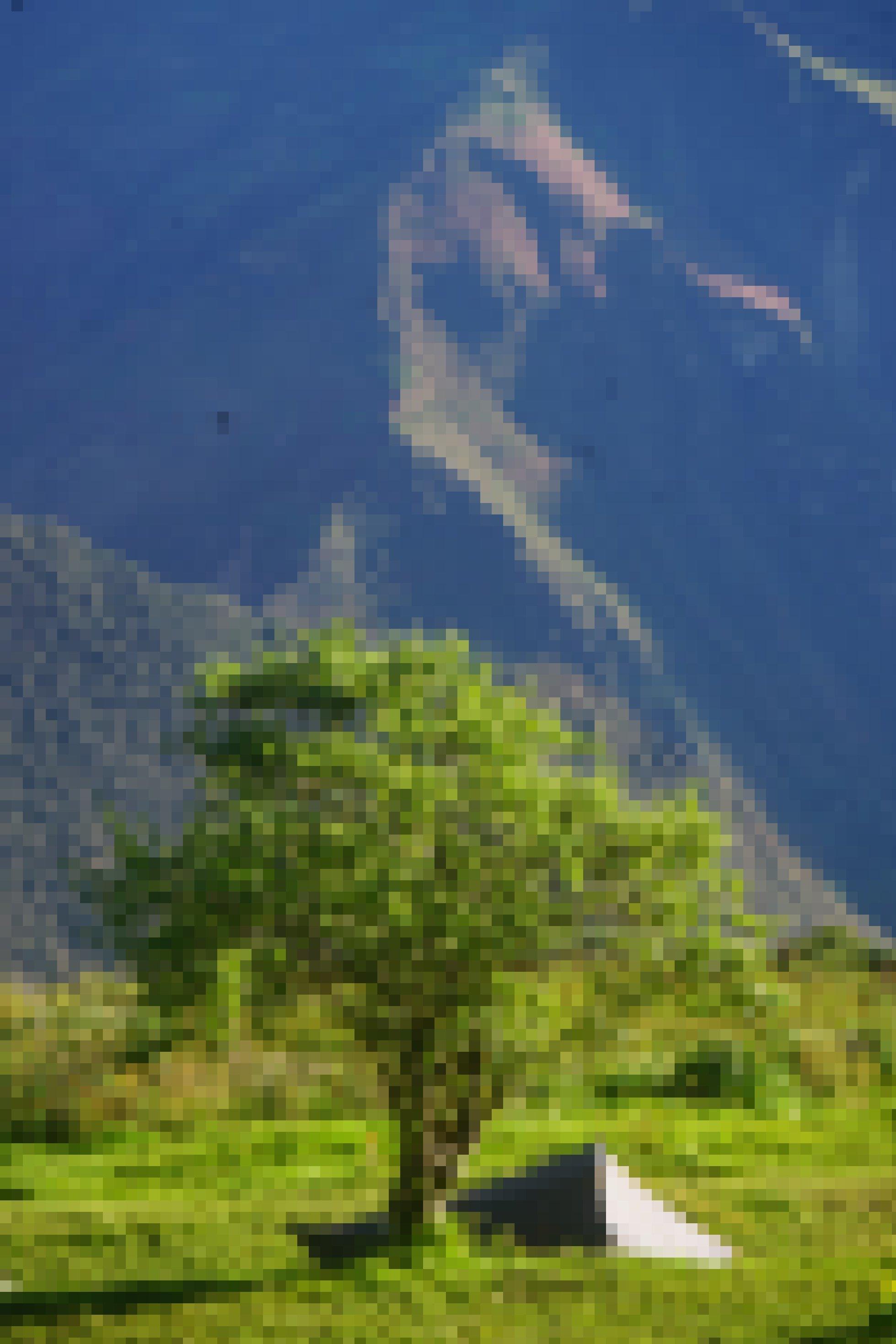 Ein kleines Zelt unter einem Baum vor einer monumentalen Bergkulisse.