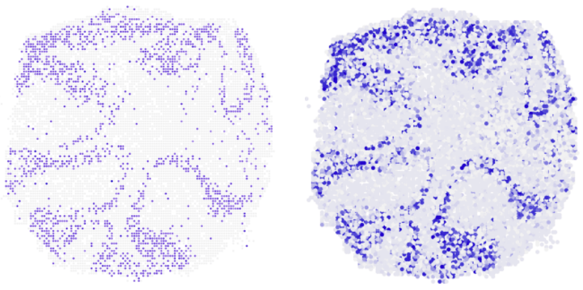 Zwei kreisförmige Scheiben mit zahlreichen violetten Punkten. Jeder Punkt gibt die Lage einer Zelle in der Scheibe an. Beide Bilder sind nahezu identisch.