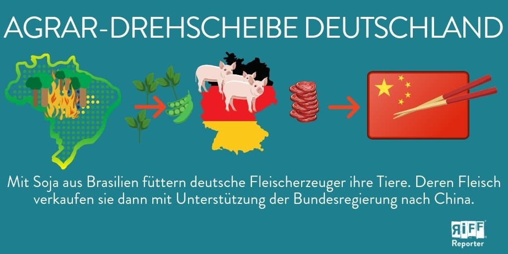 Agrar-Drehscheibe Deutschland: Mit Soja aus Brasilien werden in Deutschland Tiere gefüttert. Deren Fleisch wird dann auch nach China exportiert.