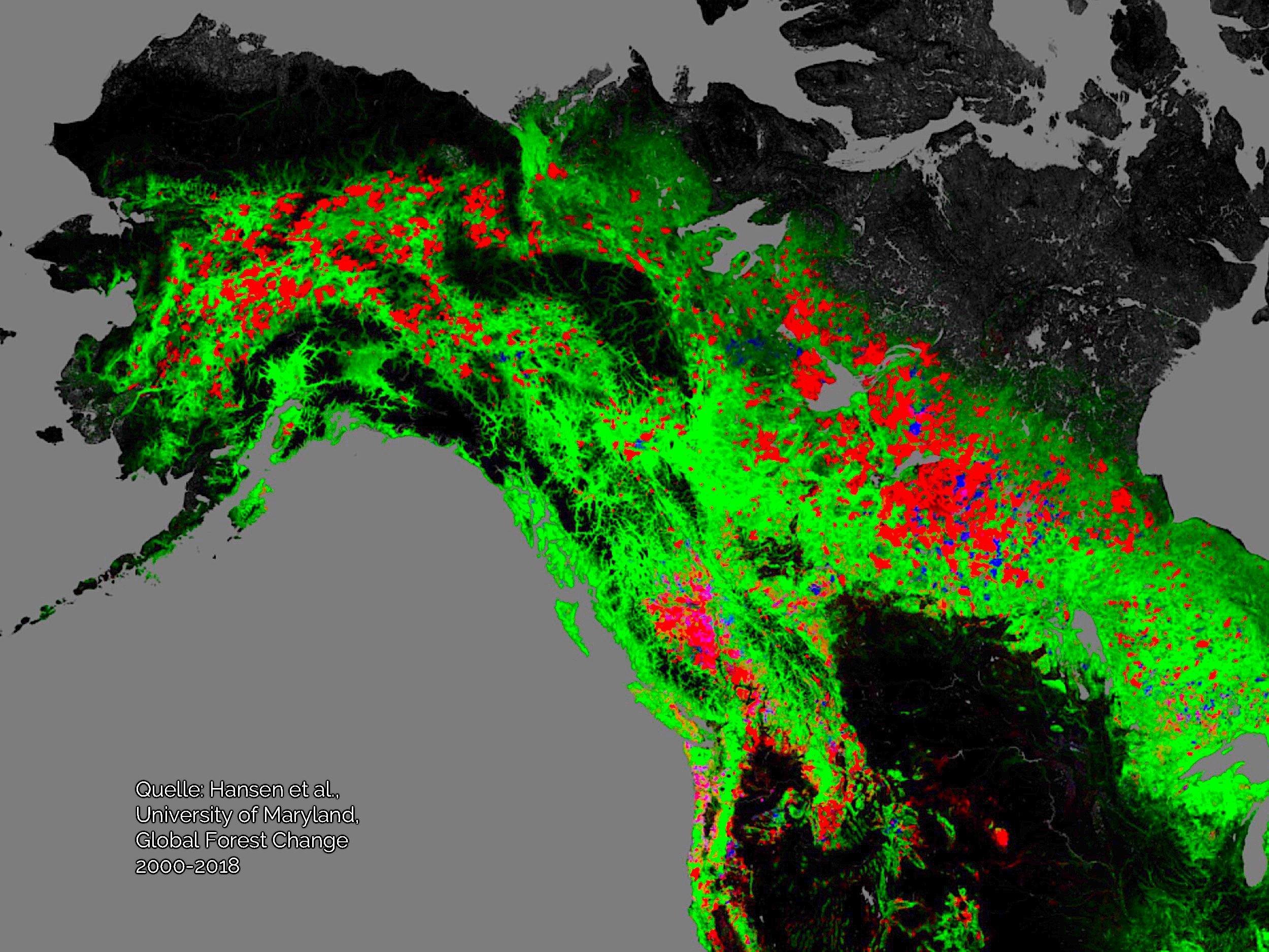 Veränderung der Waldfläche in Nordamerika in den Jahren 2000 bis 2018: Vor allem in Alaska wird viel abgeholzt.