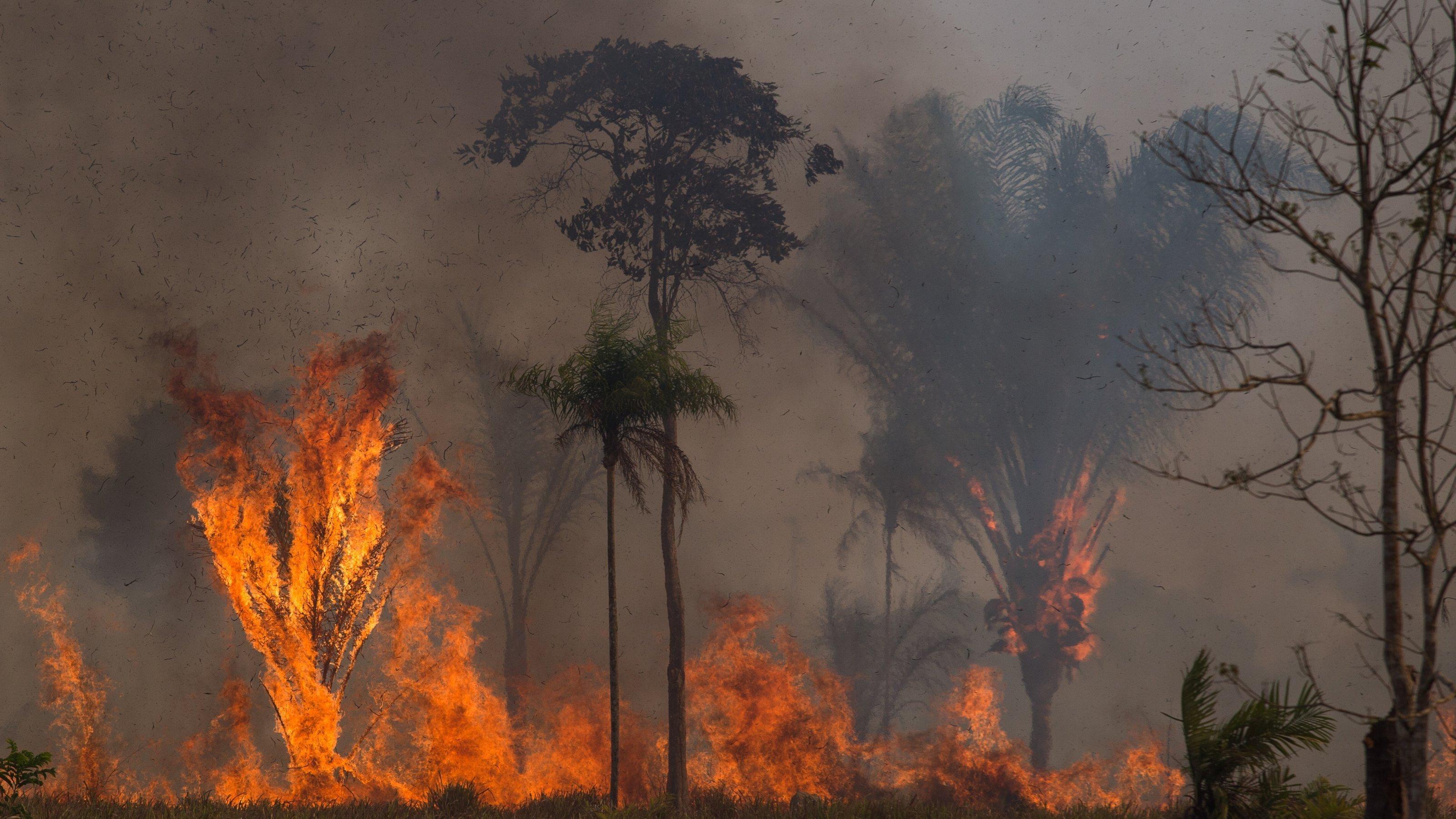 Vor einem grau-schwarzen Vorhang aus Rauch stehen Palmen und andere Bäume in Flammen