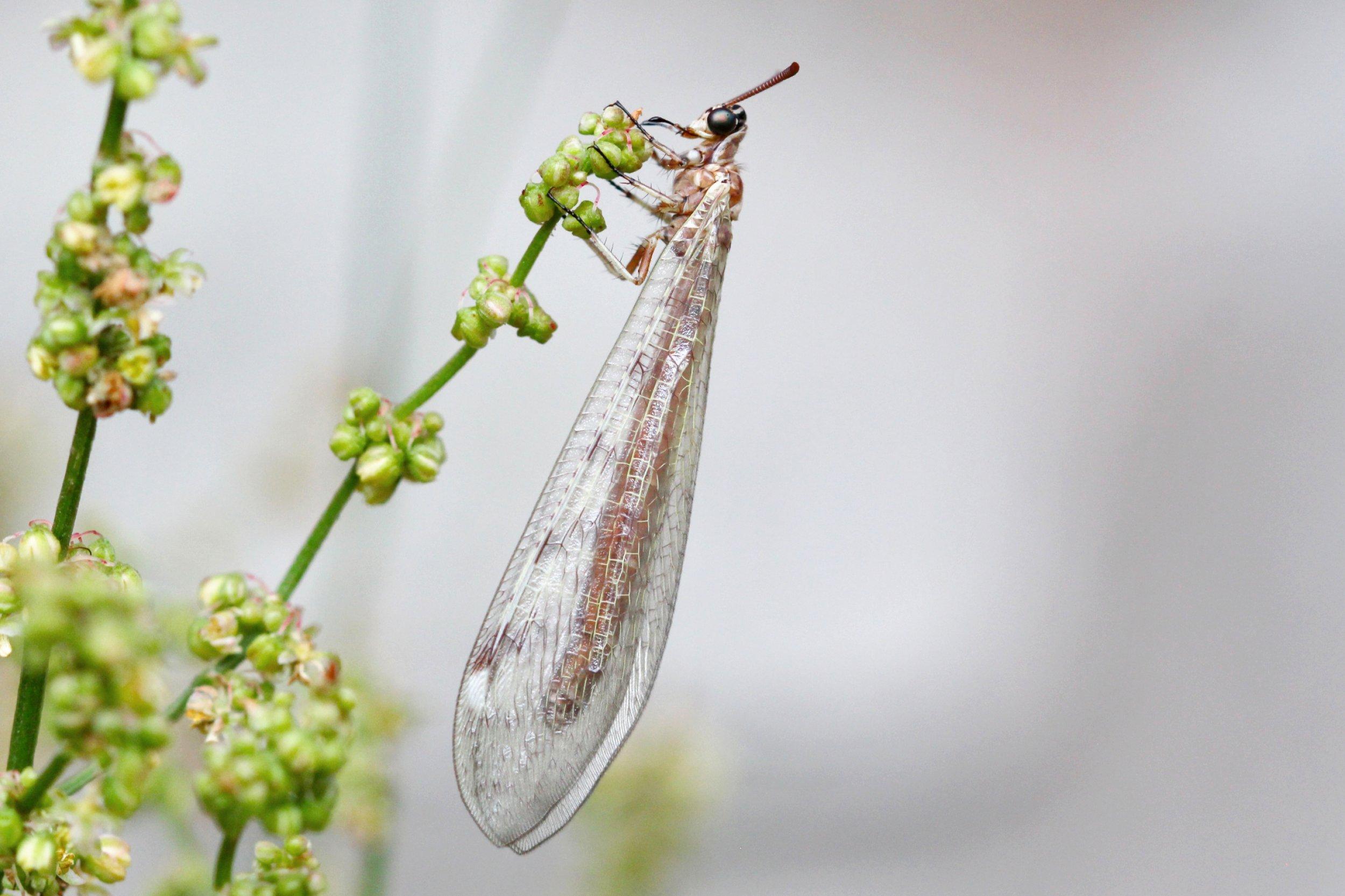 Ein bräunliches Insekt mit langen, transparenten Flügen klammert sich mit seinen sechs Beinen an einen grünen Pflanzenstängel mit zahlreichen kleinen, grün-rötlichen Blüten.