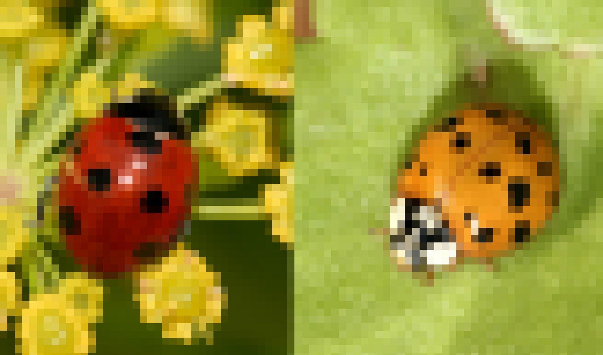 Links ein Marienkäfer mit roten Flügeln und sieben schwarzen Punkten. Rechts einer, dessen Flügel orangefarben sind und viel mehr schwarze Punkte haben.