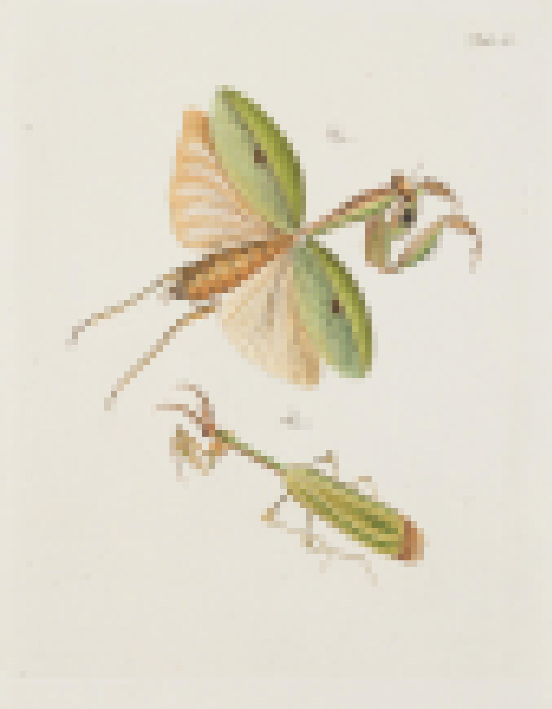 Handkolorierte Abbildung der Mantis precaria in dem 1775 erschienenen Band „Verzeichnis der ihm bekannten Schweitzerischen Inseckten“ von Johann Kaspar Füssli.