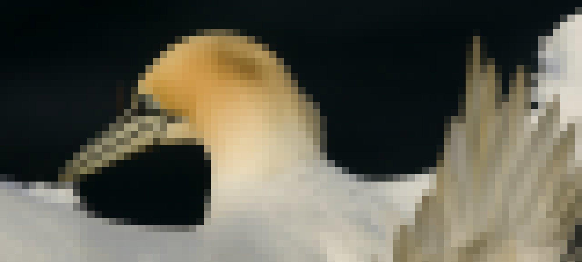 Ein Porträtfoto eines Basstölpels mit strahlend weißem Gefieder und cremefarbener Nackenfärbung