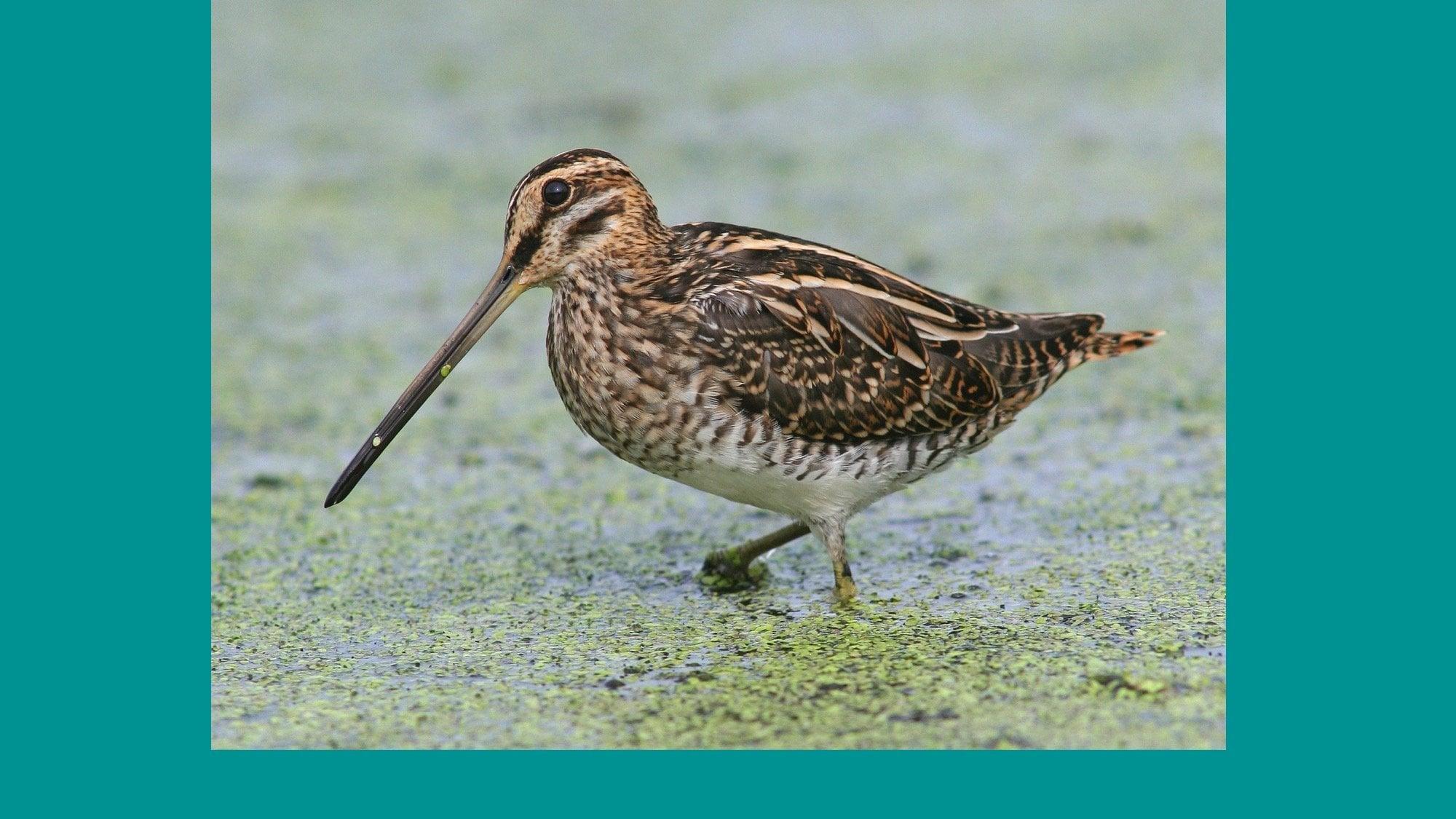 Zickzackflug und Ziegengemecker die Bekassine