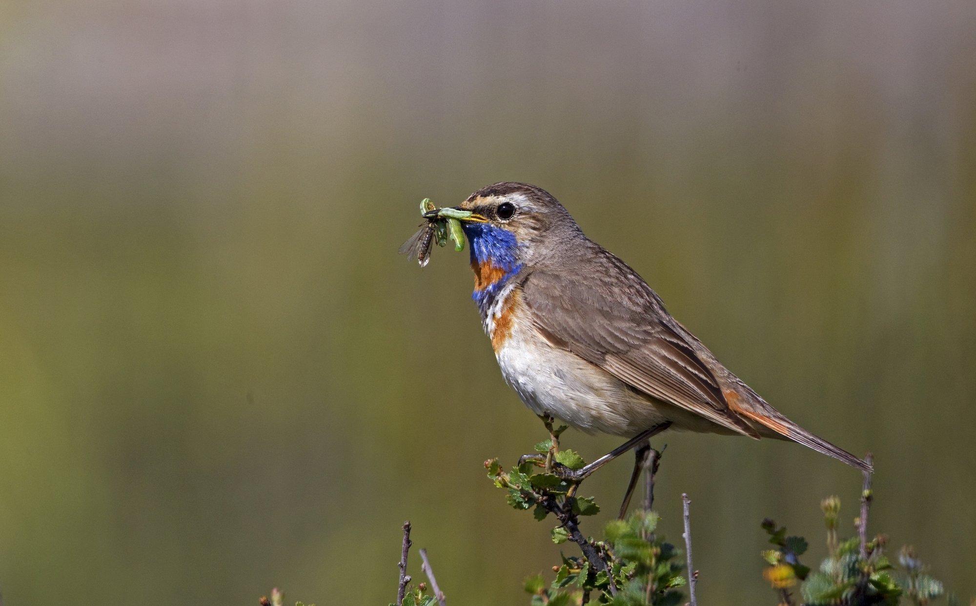 Blaukehlchen mit Insektennahrung.