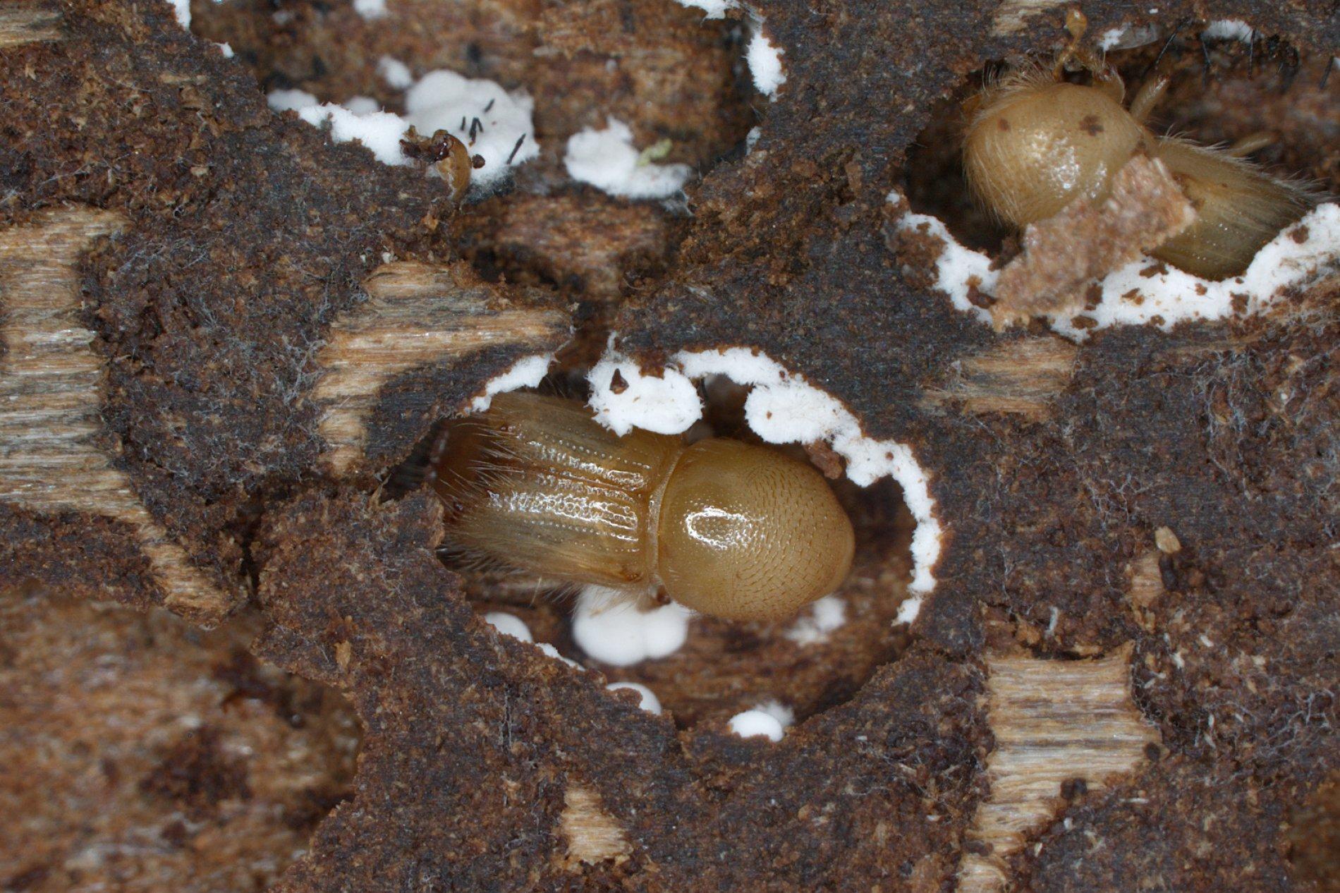 Ein bräunlicher Käfer liegt in einer Mulde. An den Wänden der Mulde haften weiße Pilzfäden.