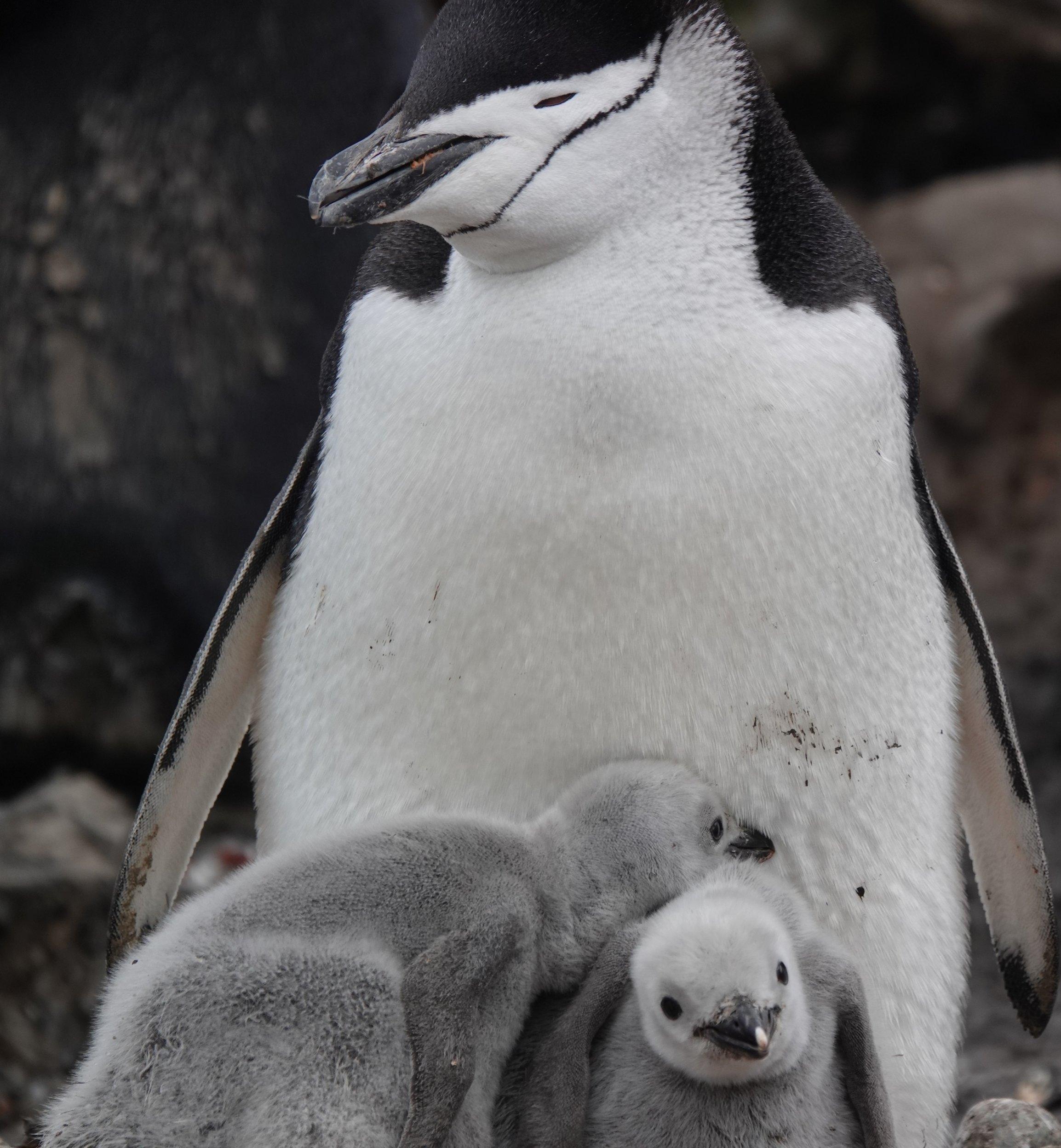 Pinguine sind Rekordhalter im Sekundenschlaf: 10.000 Mal pro Tag