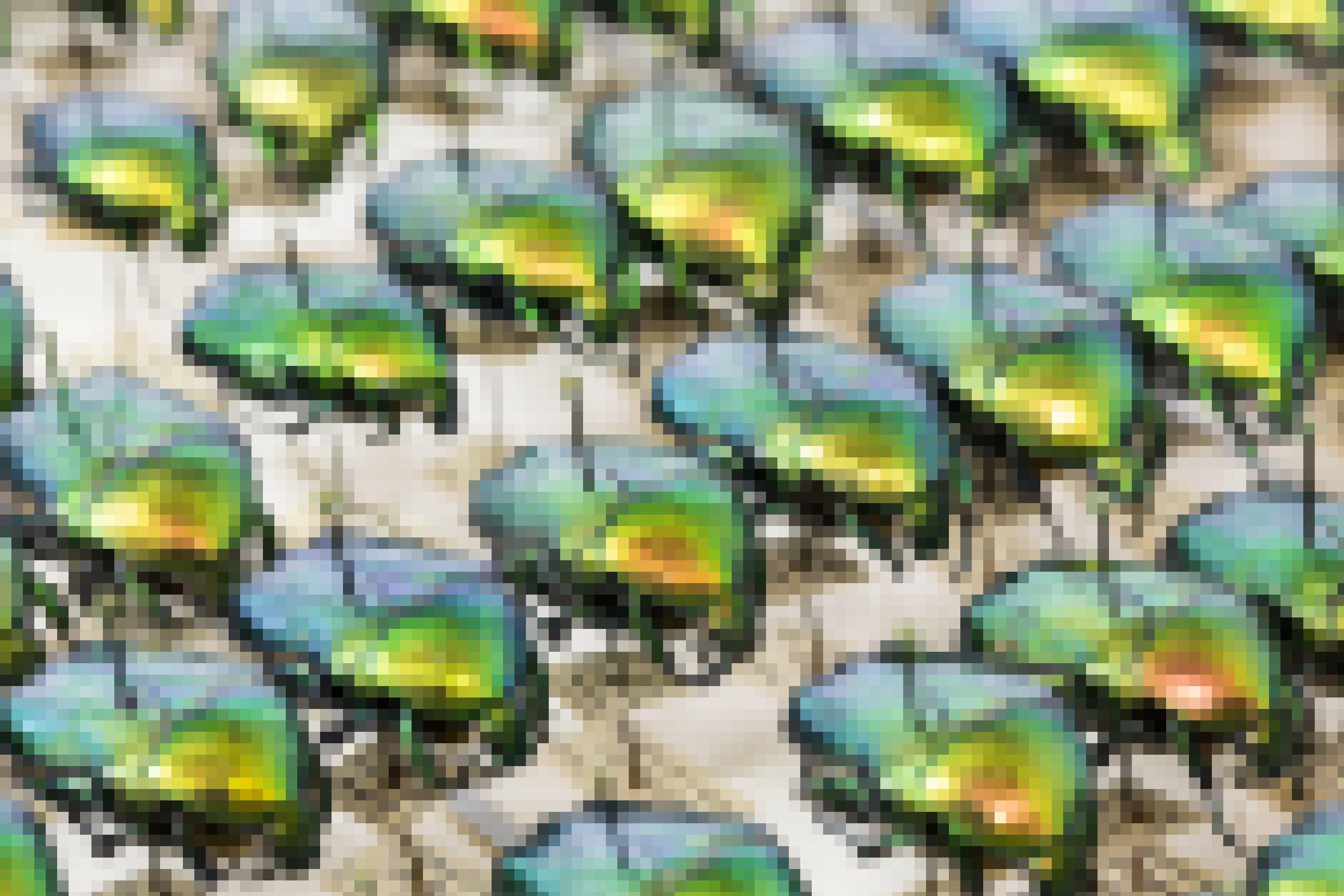Reihen von auf Nadeln aufgespießter Käfer, die grün-golden glänzen.