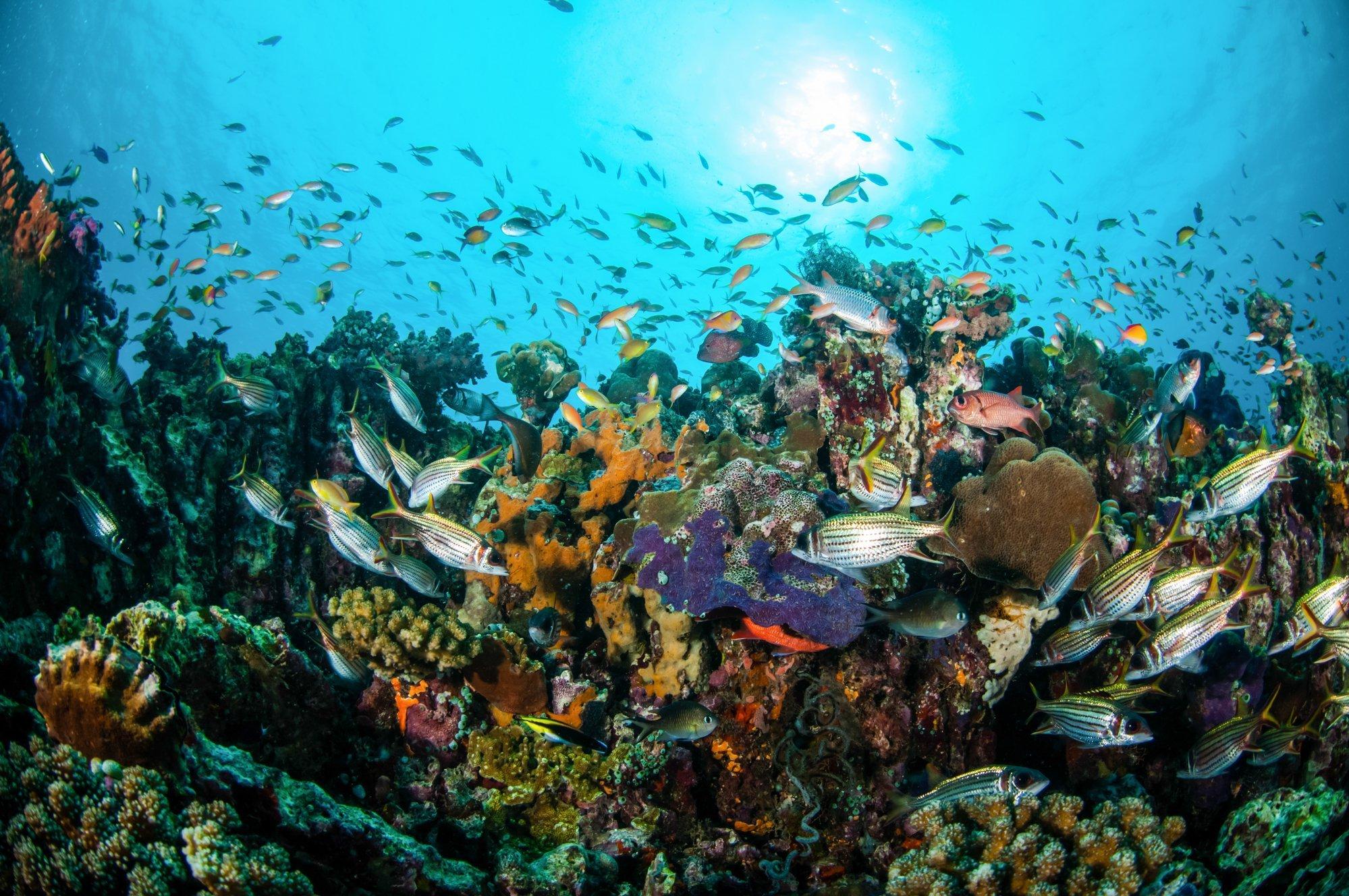 Das Bild zeigt quirlige Fischschwärme vor einem Korallenriff
