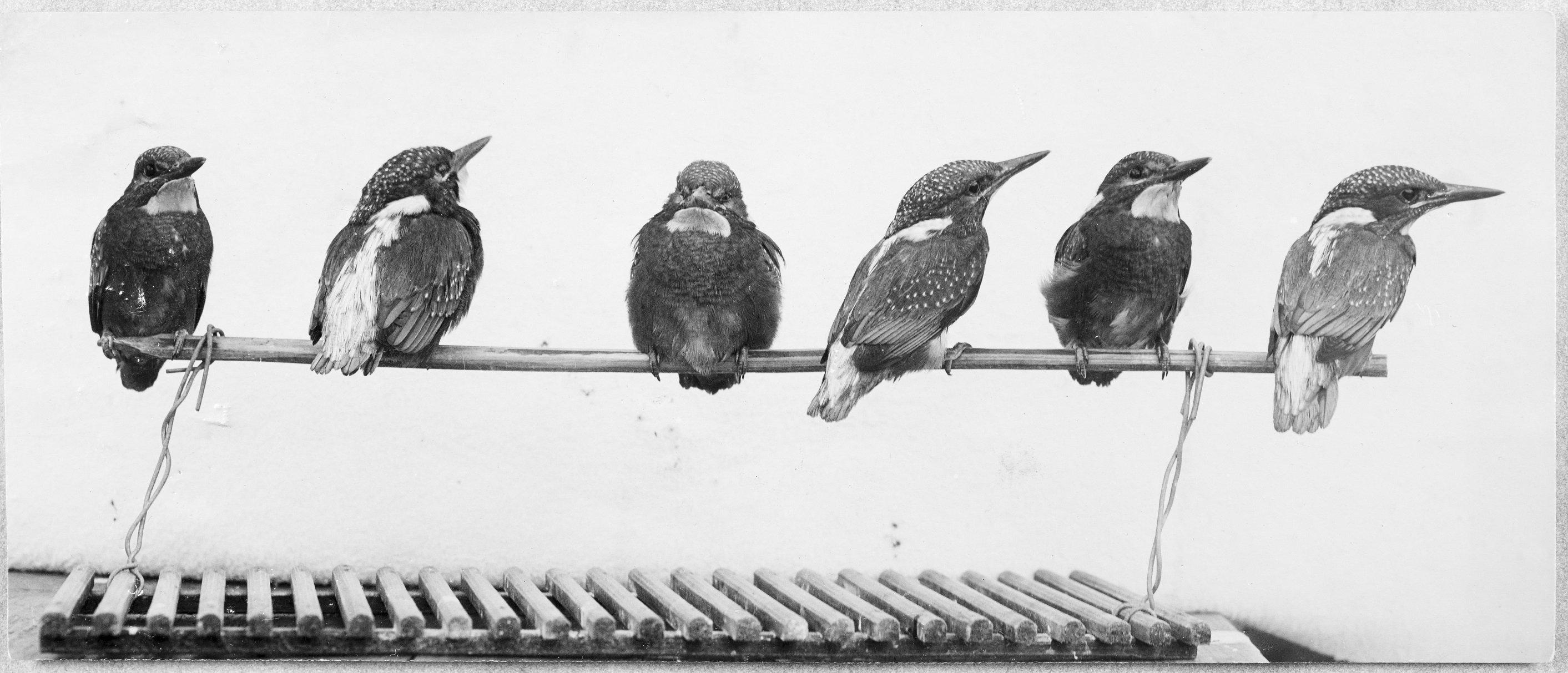 Das schwarz-weiß Foto zeigt sechs Eisvögel auf einer Stange.
