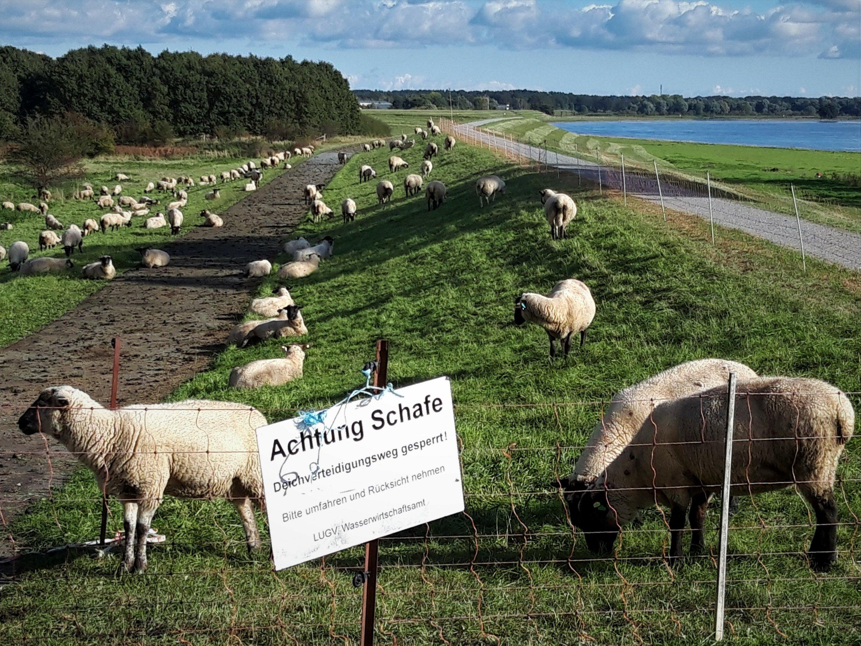 Am Zaun vor einer Schafherde, die nordseitig der Elbe, die rechts im Bild zu sehen ist, am Deich grasen, hängt das Schild „Achtung Schafe – Deichverteidigungsweg gesperrt! Bitte umfahren und Rücksicht nehmen“.