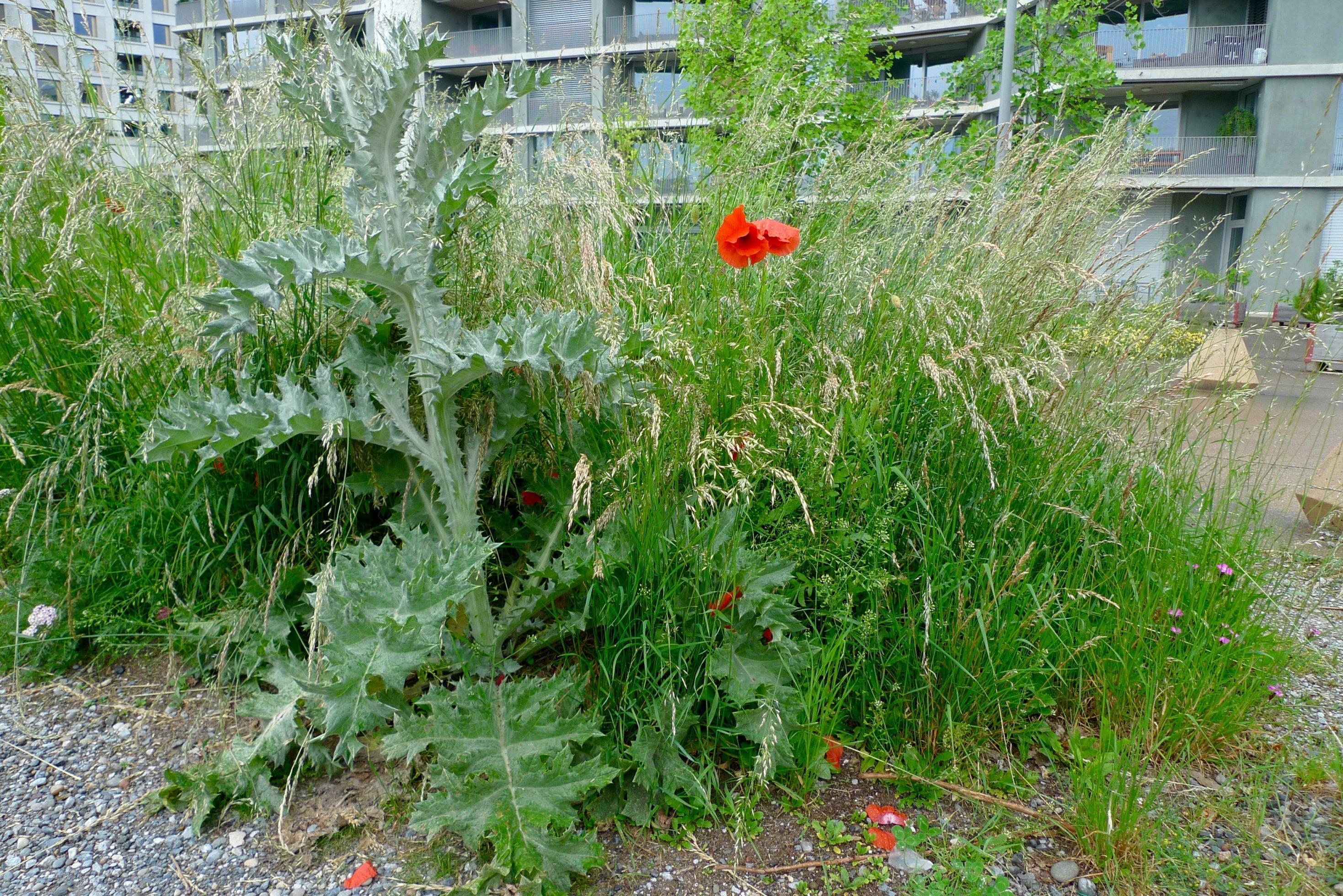Eine Eselsdistel neben Klatsch-Mohn und weiteren Pflanzen, die auch im Kulturland vorkommen.