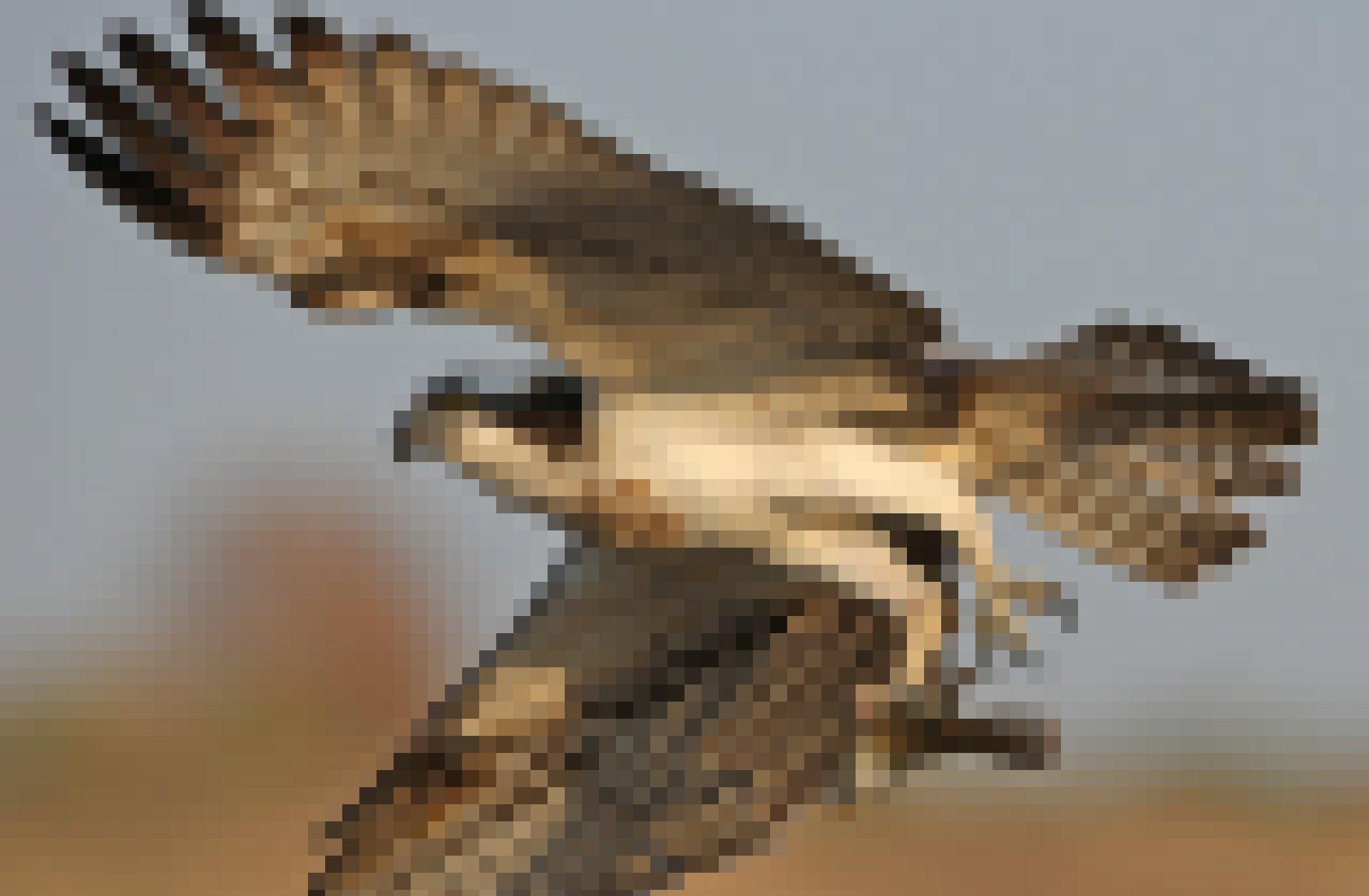 Ein Fischadler fliegt mit einem Fisch in den Krallen