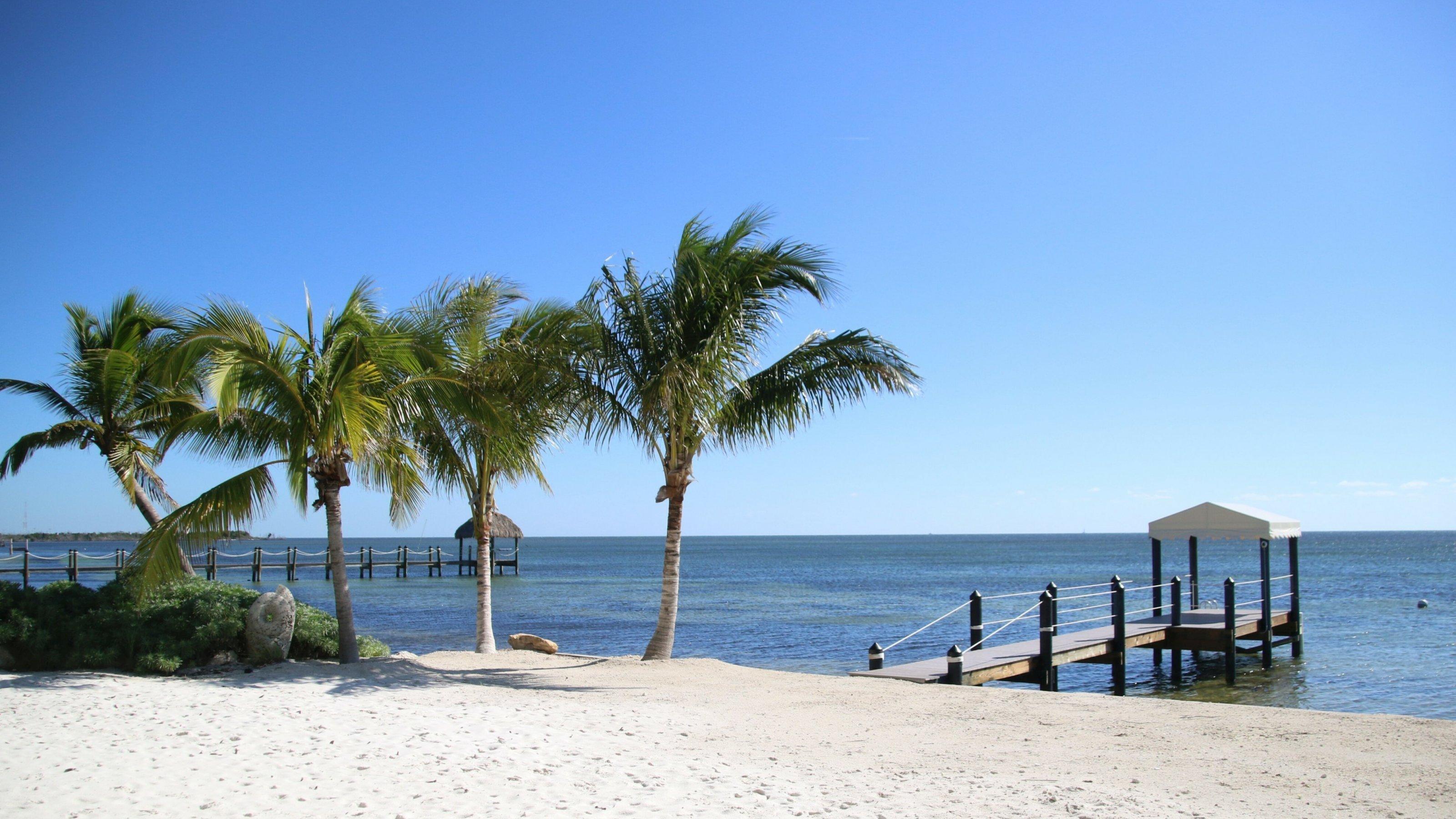 Mehrere Palmen stehen an einem Sandstrand. Im Hintergrund ist blaues Meer zu sehen.