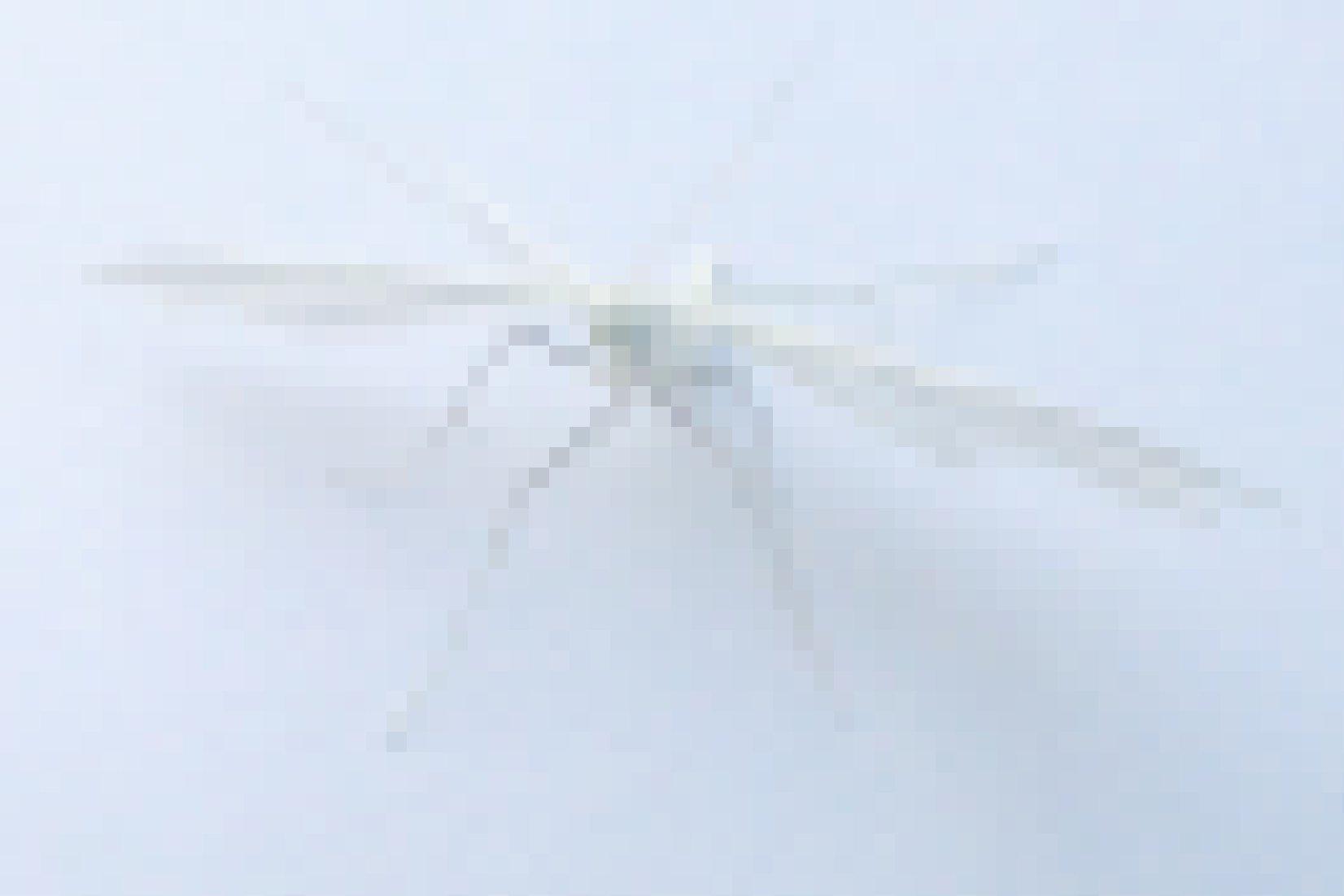 Ein Federgeistchen mit ausgebreiteten Flügeln vor weißem Hintergrund