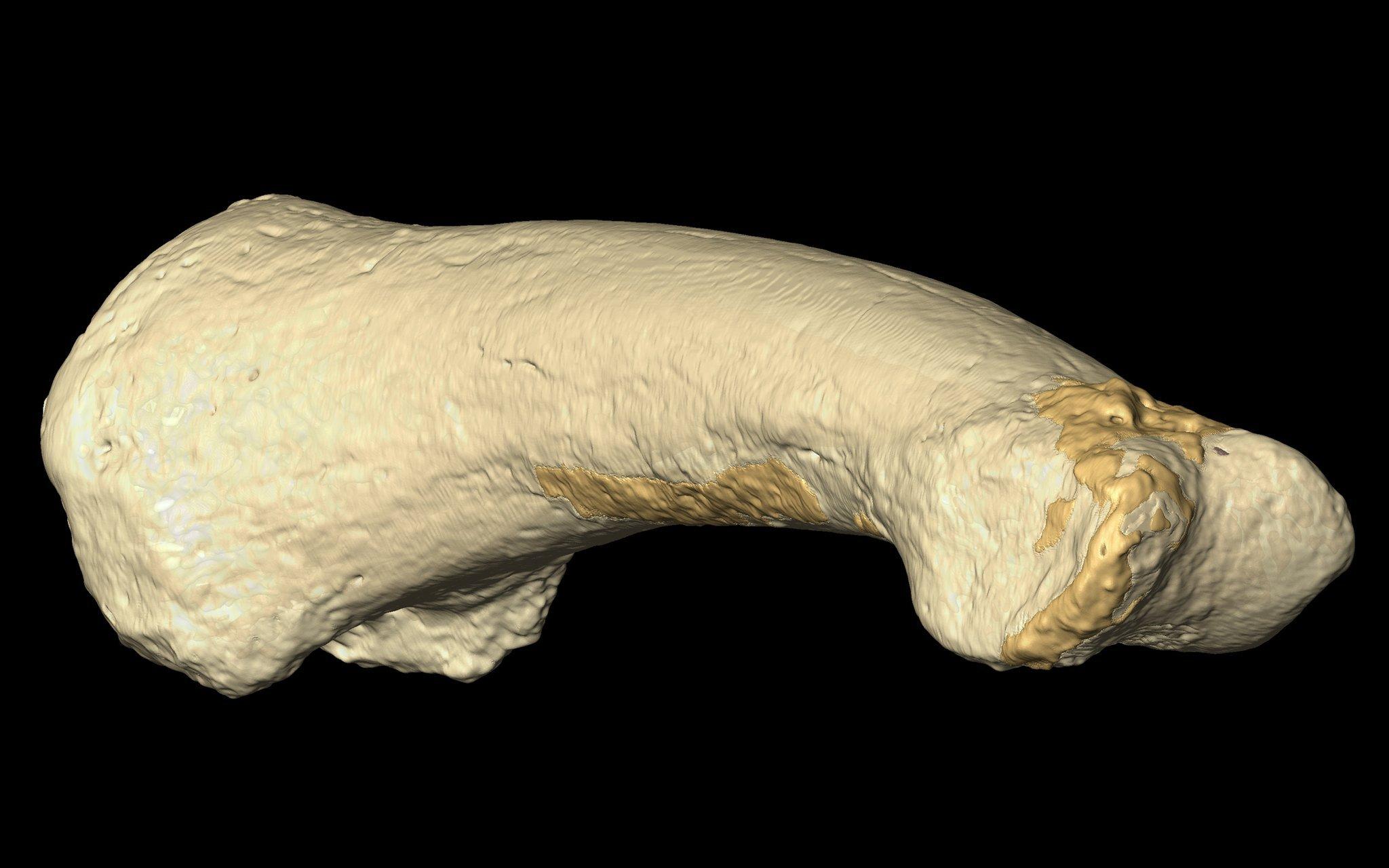 Hier ist eine Nahaufnahme des gekrümmten Fußknochens von Homo luzonensis zu sehen. Der Knochen lässt vermuten, dass die urtümlichen Menschen gut klettern konnten und zeitweilig noch auf Bäumen lebten.