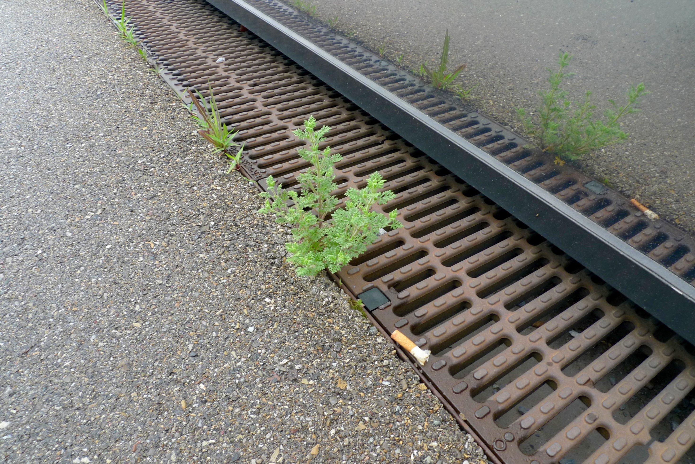 Ein Trauben-Gamander wächst in einer Abflussrinne und spiegelt sich in einem Fenster.