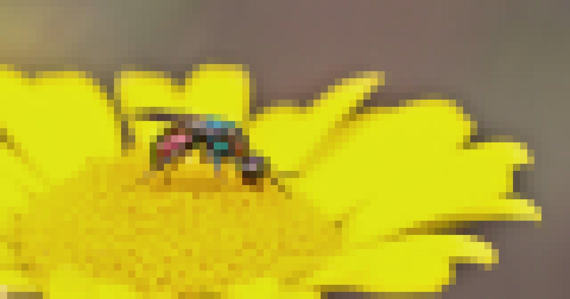 Auf einer gelben Blüte der Färberkamille sitzt eine bunte, sehr kleine Wespe. An Beinen, Kopf und Fühler sammeln sich gelbe Pollenkörner.