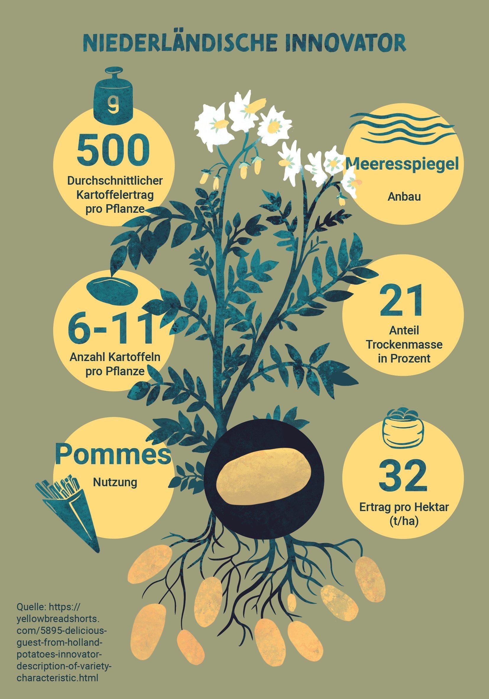 Eine Grafik: Sie zeigt eine Kartoffelpflanze der Sorte Innovator: Ertrag pro Pflanze: 500 g, Kartoffeln pro Pflanze: 6–11, Nutzung: Pommes.
