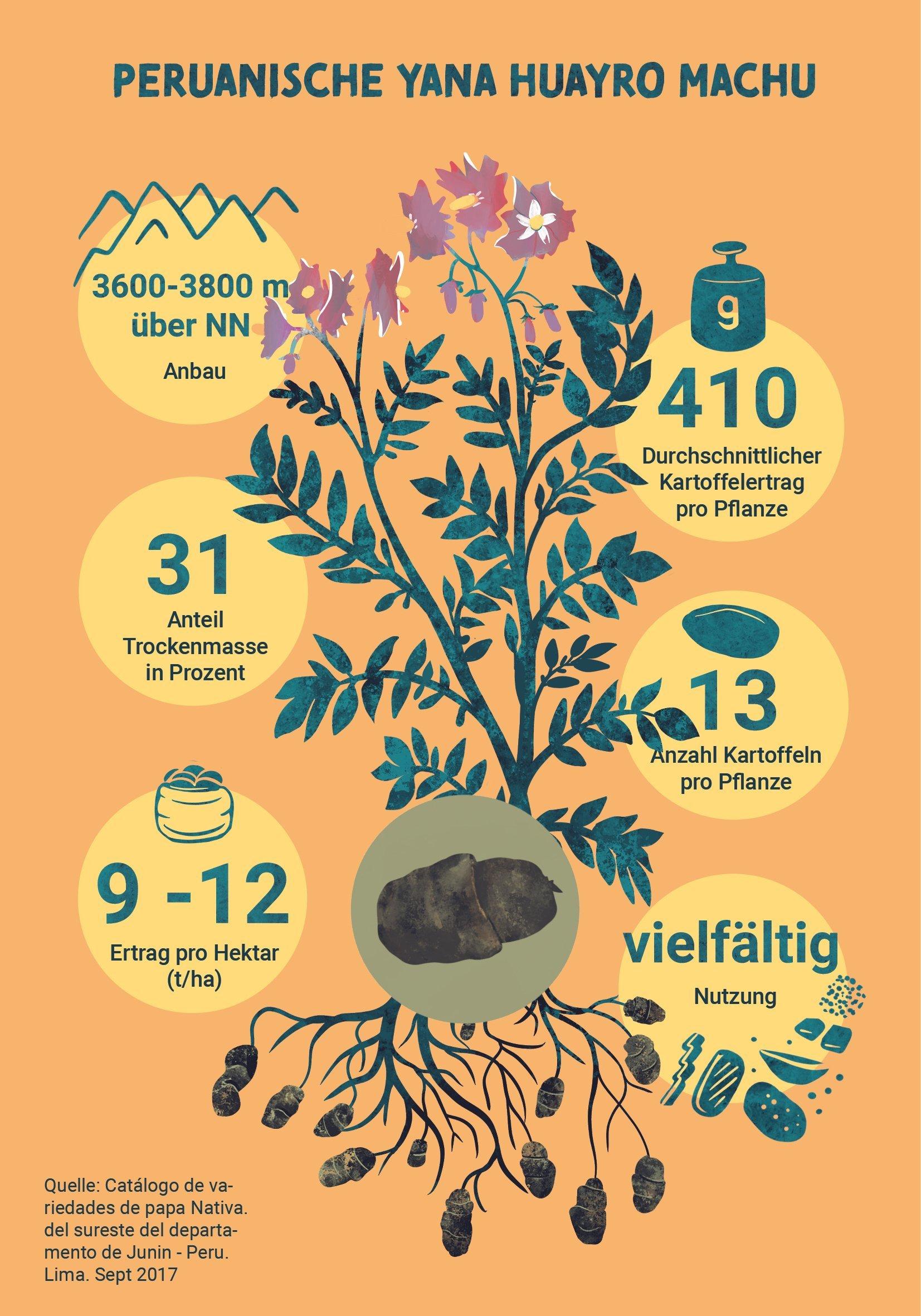 Eine Grafik: Sie zeigt eine Kartoffelsorte und Ihre Anbau- und Nutzungsart: Anbau: auf 36.00–3800 m Höhe. Ertrag pro Pflanze: 410 g, Kartoffeln pro Pflanze: 13.