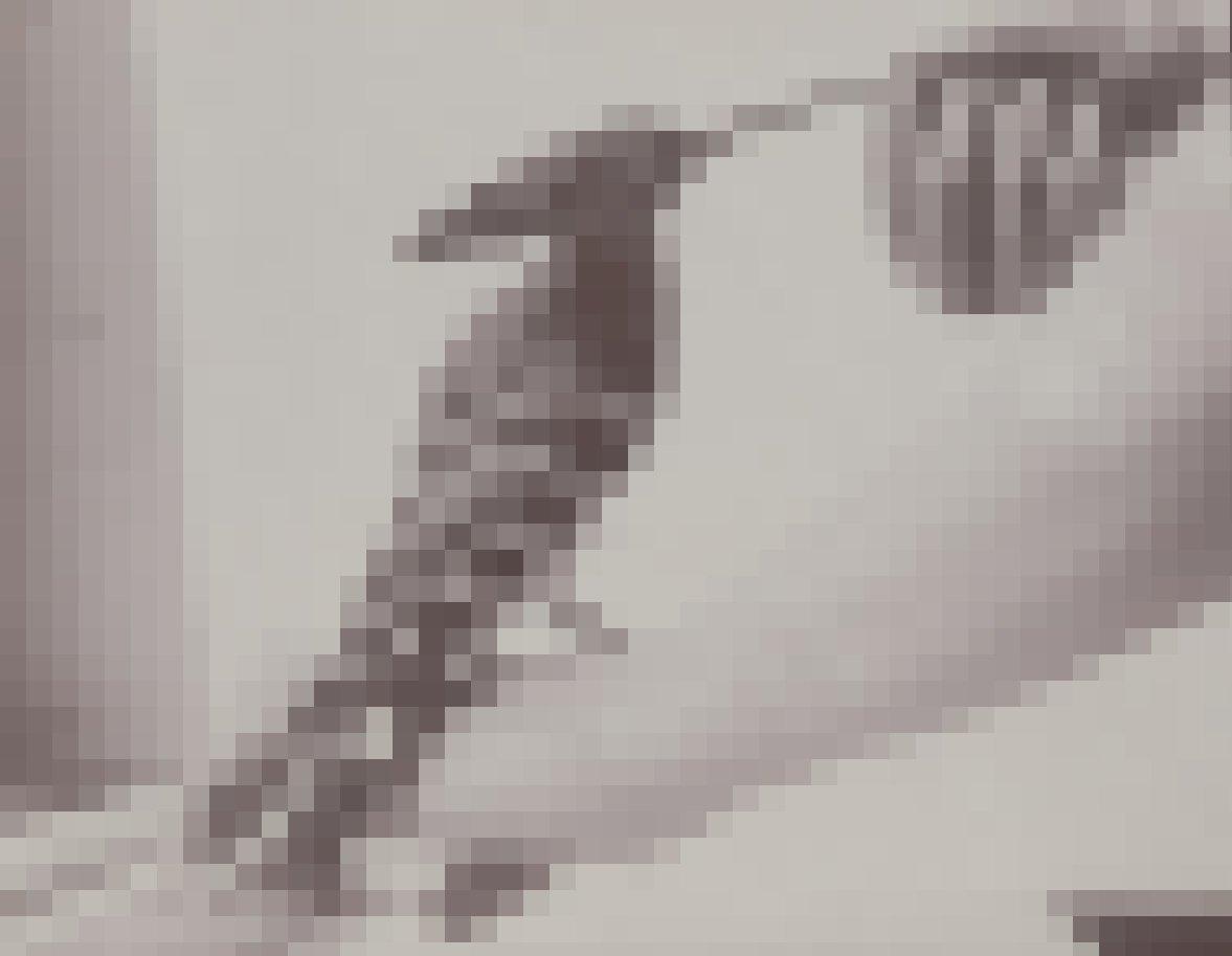 Schwarz-weiß Foto: Ein Wiedehopf sitzt auf einem Arm und wird mit Fingern gefüttert.