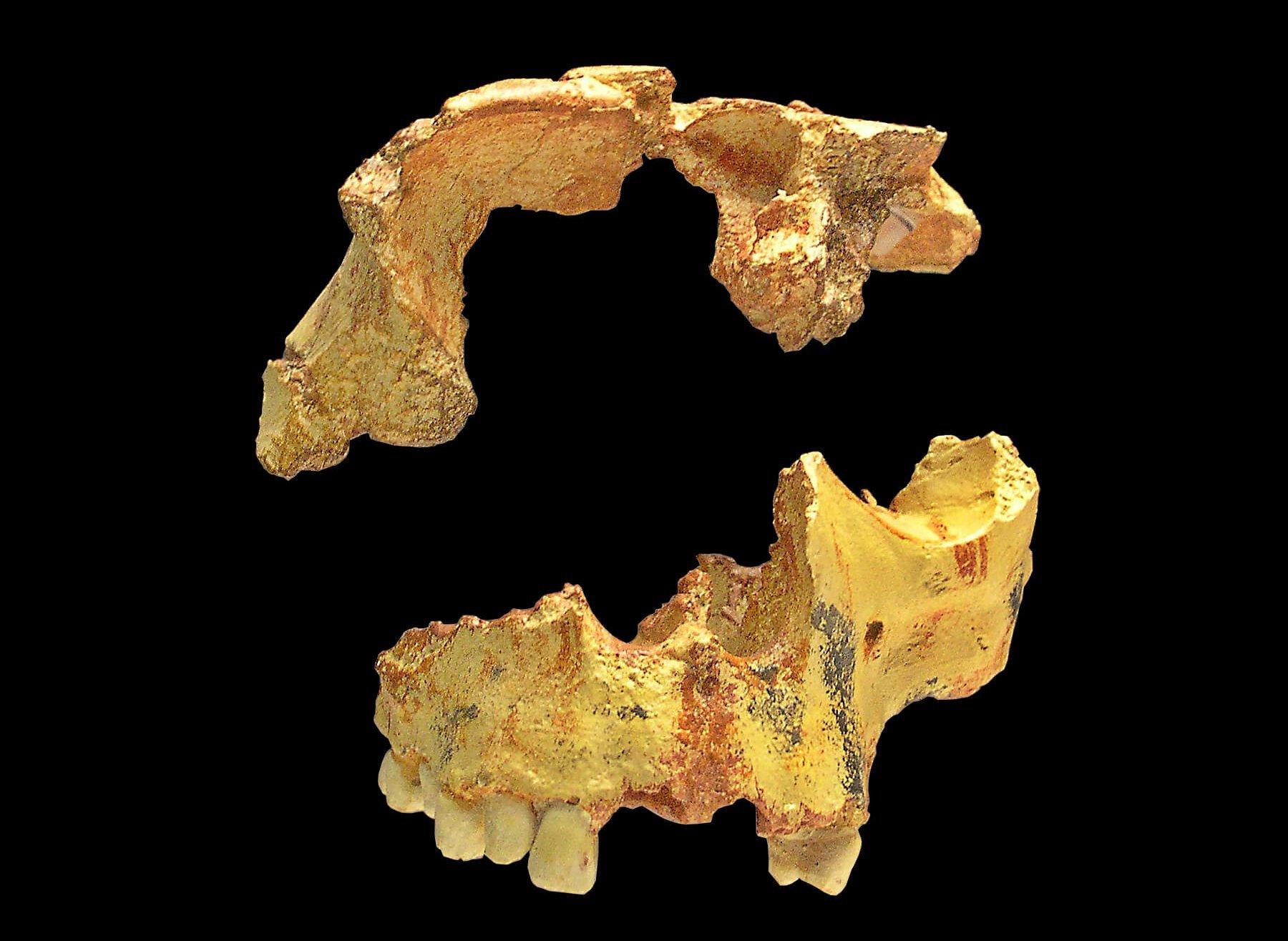 Gezeigt wird eine Nachbildung des Fossilien von Homo antecessor  – Teile des Schädeldachs und des Oberkiefers -, die in einer Höhle in Spanien gefunden wurden. Homo antecessor lebte vor rund 800.000 Jahren auf der Iberischen Halbinsel und gilt als einer der ersten Europäer. Er könnte der Vorgänger des Heidelbergmenschen gewesen sein.
