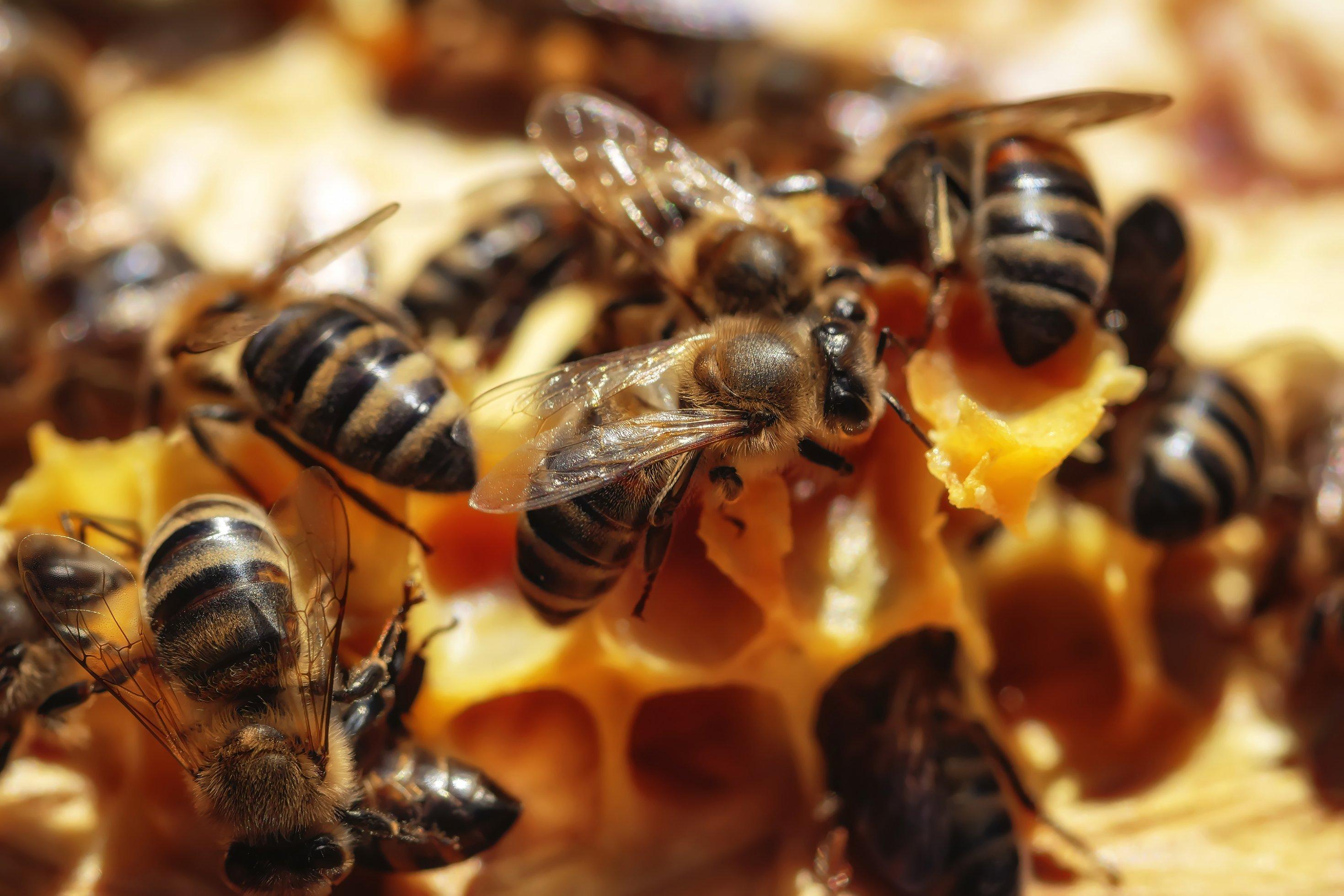 Honigbienen auf ihren Waben im Bienenstock