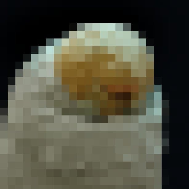 Die Larve der Hornisse sieht aus wie eine weiße Wurst mit halbrundem, gelblichen Mondgesicht. Die beiden Kiefernzangen sehen in 40facher Vergößerung aus wie Hasenzähne.