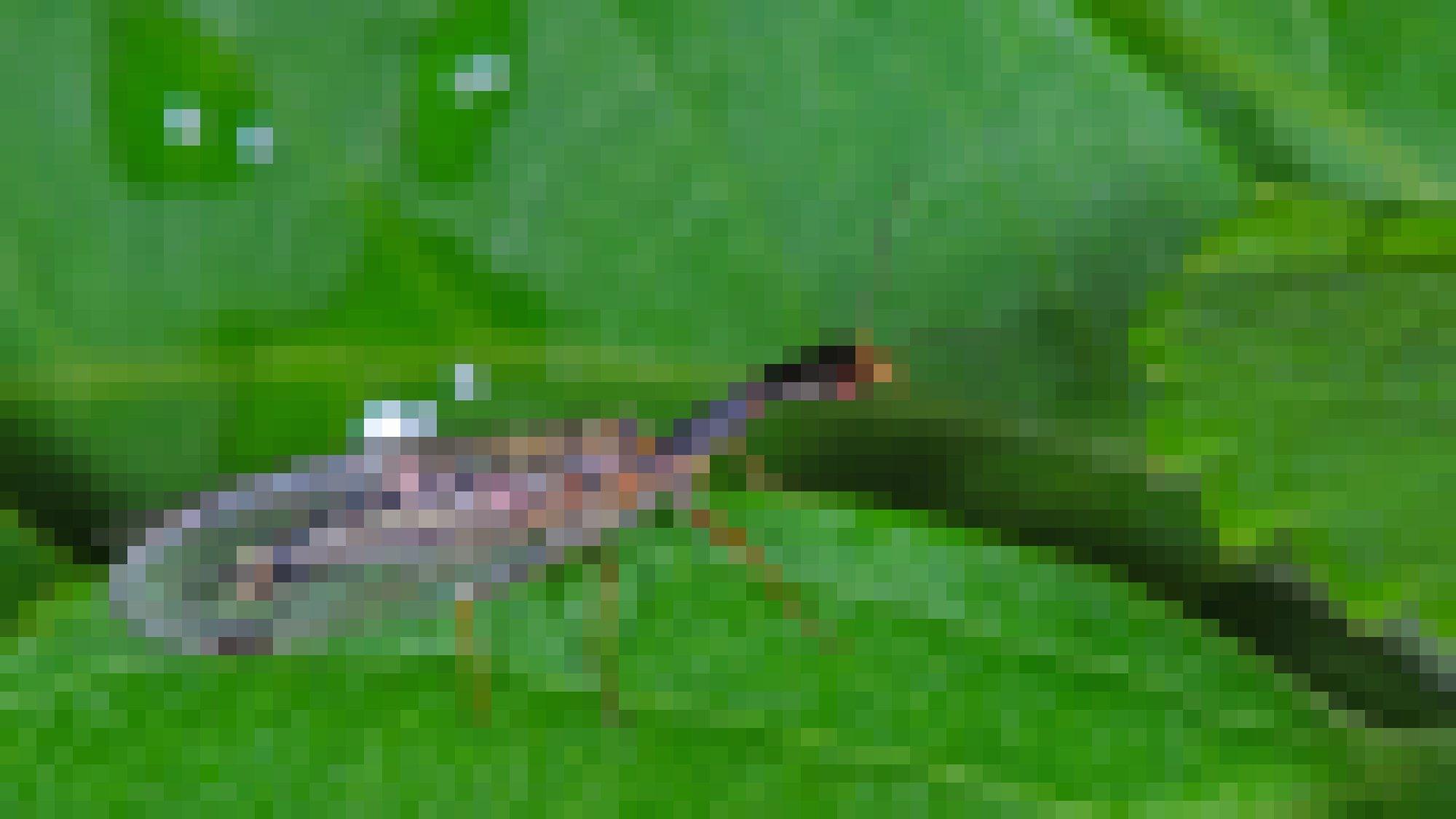 Ein langgezogenes Insekt mit langem schwarzem Hals, roten Augen und länglichen durchsichtigen Flügeln mit schwarzem Gitter sitzt auf einem Blatt.