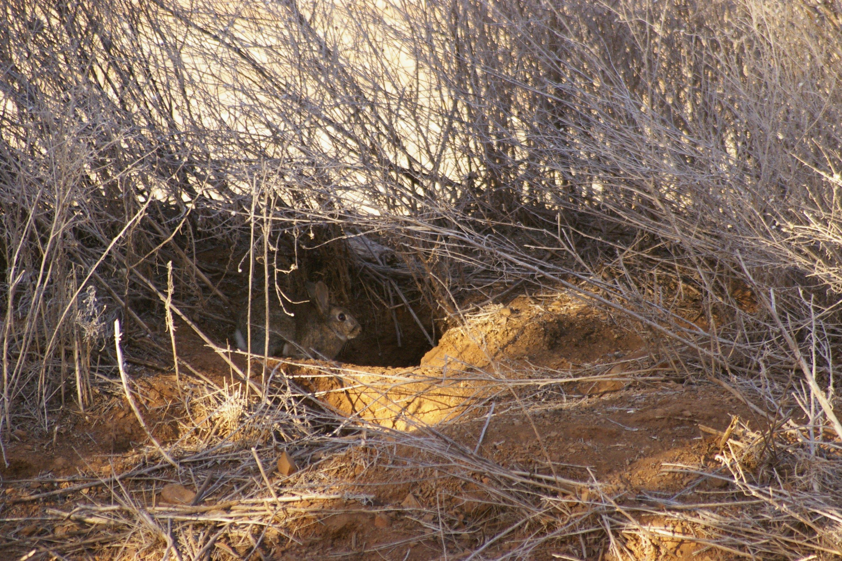 Ein graues Kaninchen sitzt im Eingang zu seinem Bau in ockerfarbener staubiger Erde vor verdorrtem Grasauf einer australischen Farm während einer Dürre in Australien.wild rabbit on a drought stricken farm at the door to it's warren in rural New South Wales, Australia